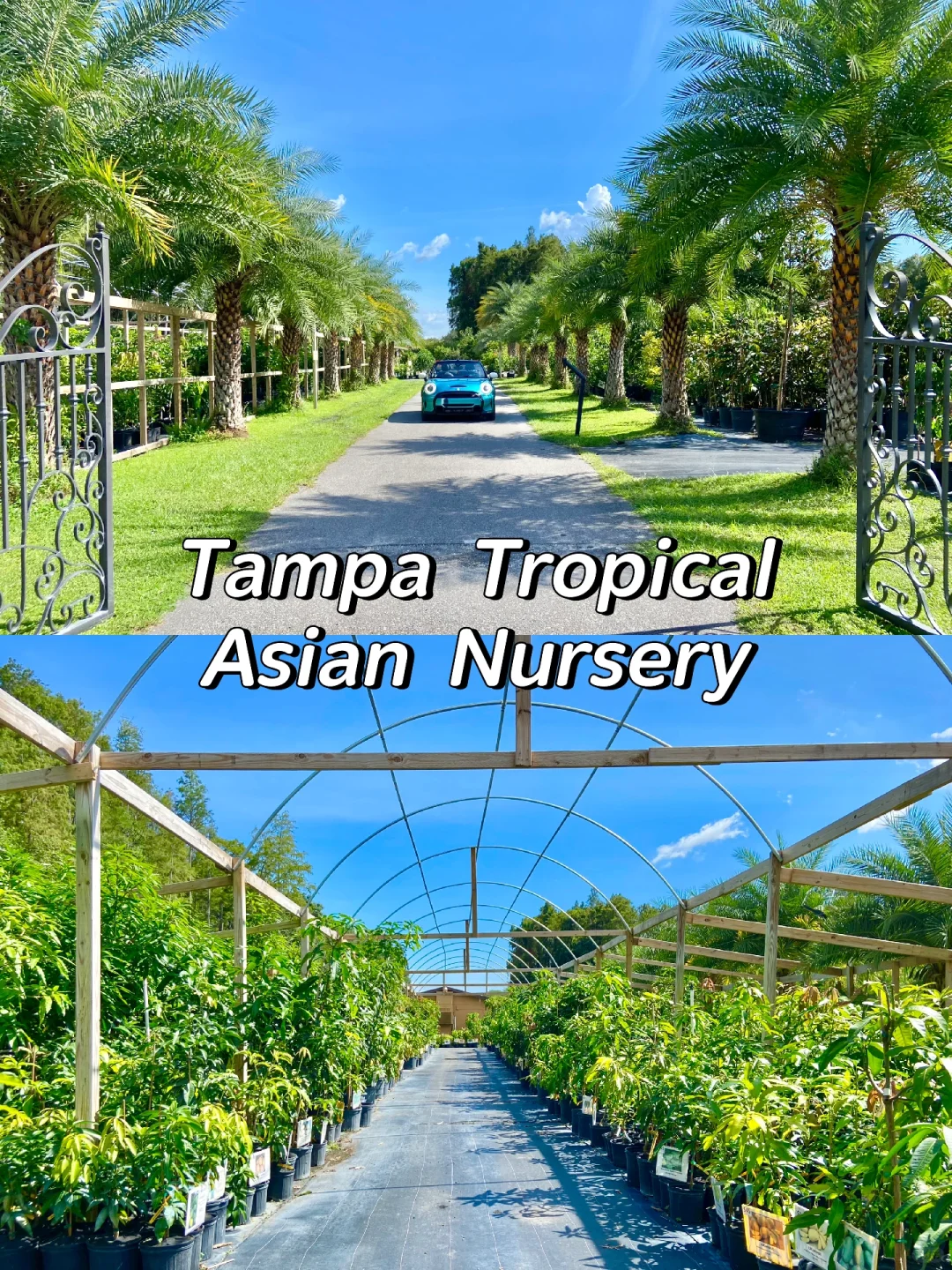 Tampa's Largest Tropical Fruit Orchard!