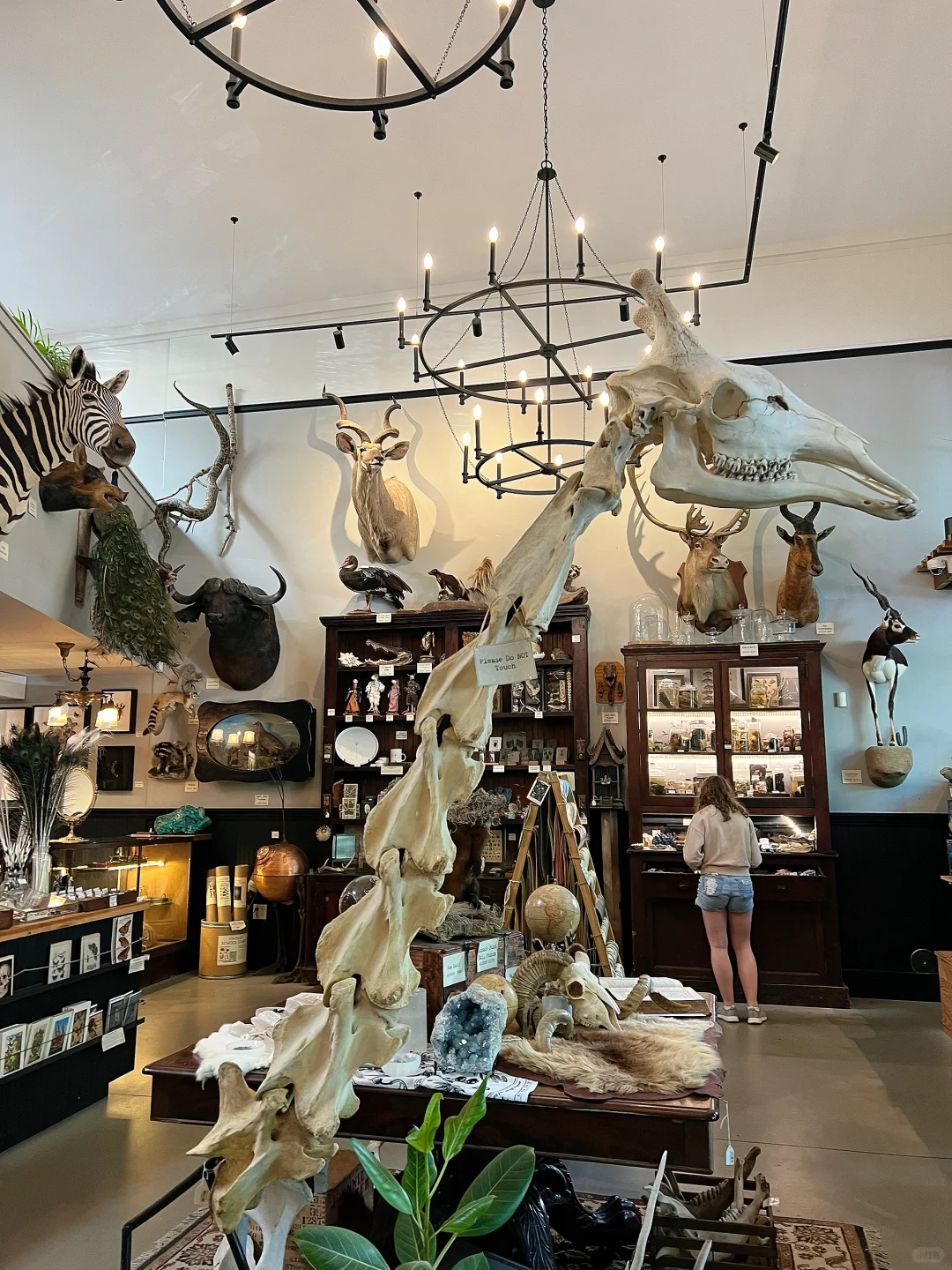 "Paxton Gate: Portland's Quirky Curiosity Shop"