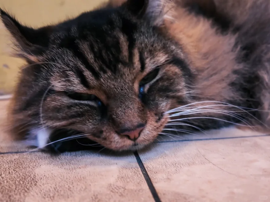 Cat Boss Café Next to Shinjuku Gyoen 😂