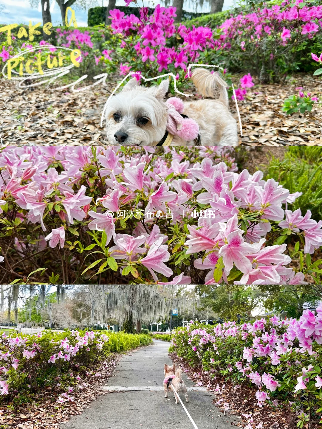 The azaleas in Orlando are absolutely stunning this week!
