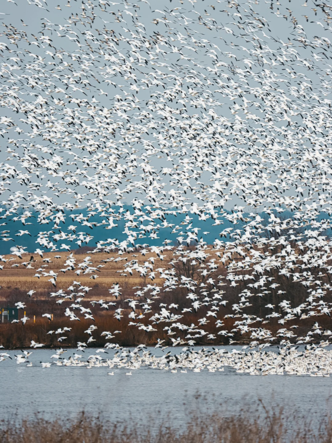 Where to Go This Weekend in the DMV: Pennsylvania Snow Geese | A Visual Guide