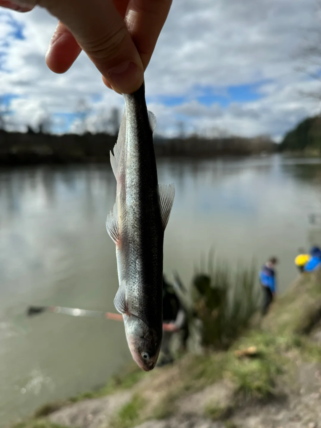 Seattle's Bountiful Smelt Fishing 🐟