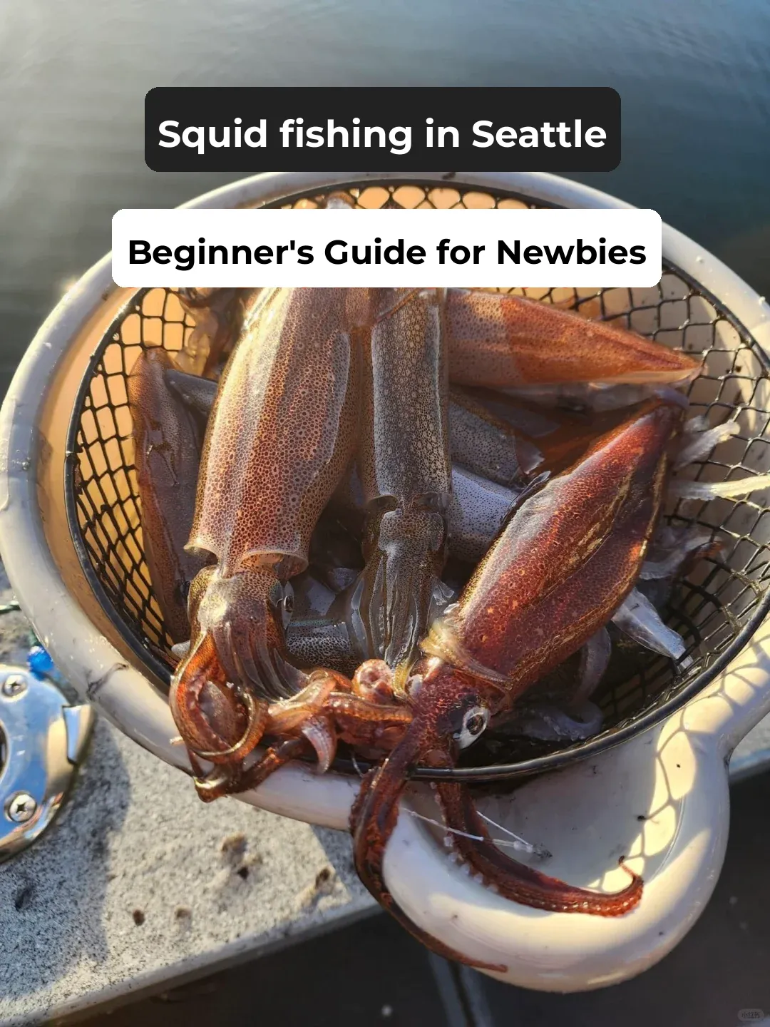 Quick Start Guide! Newbie Squid Fishing Checklist | Gear and Hotspots