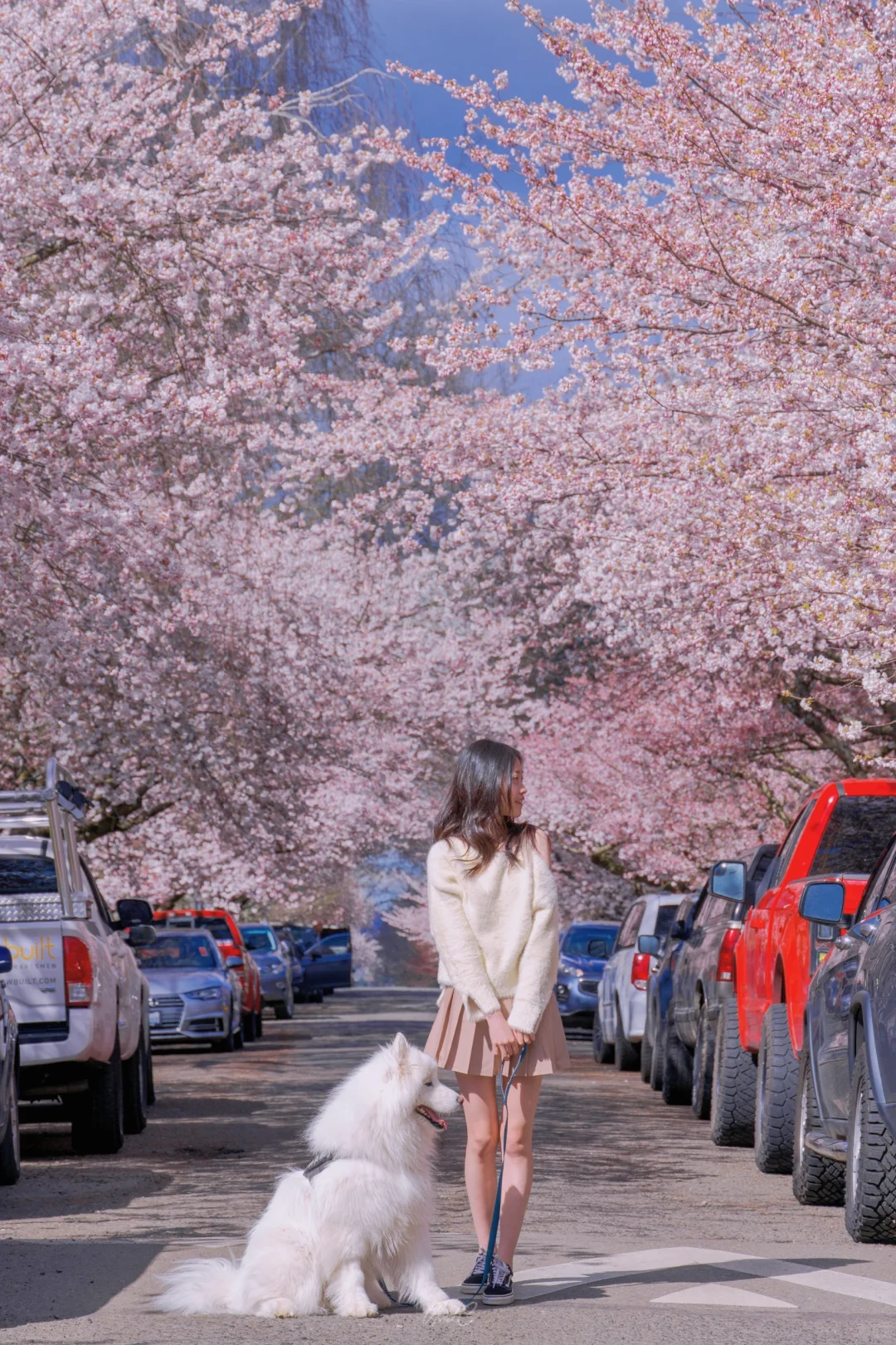 2024 Seattle Cherry Blossom 🌸 Photo Guide