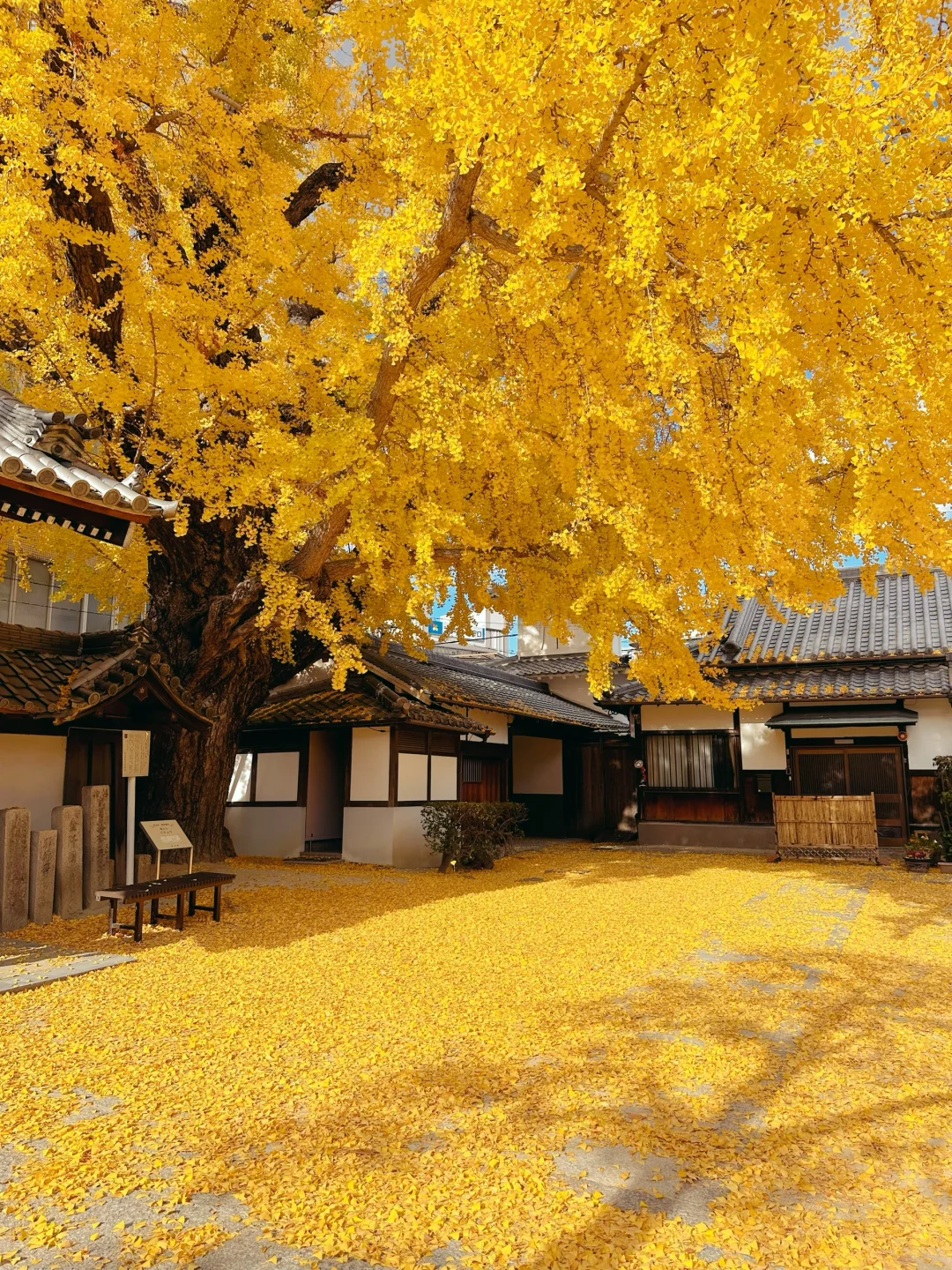 Five Years In, I Just Discovered Osaka's Stunning Ginkgo Trees!