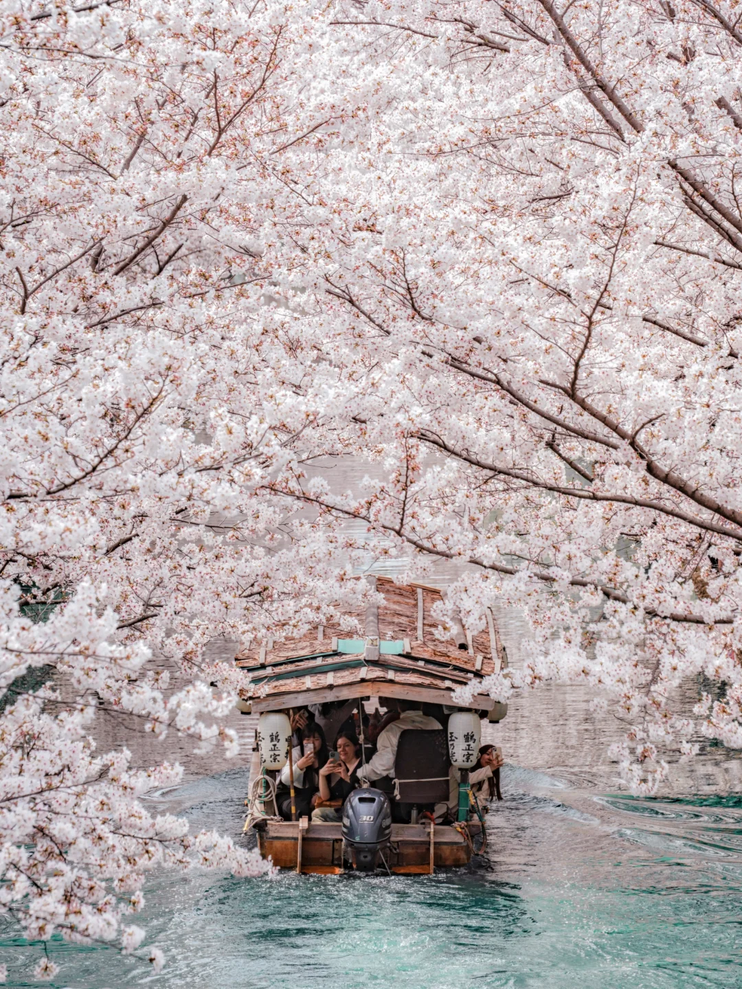 After Three Reschedules 🌸 Finally Captured the Dreamy Sakura in Japan