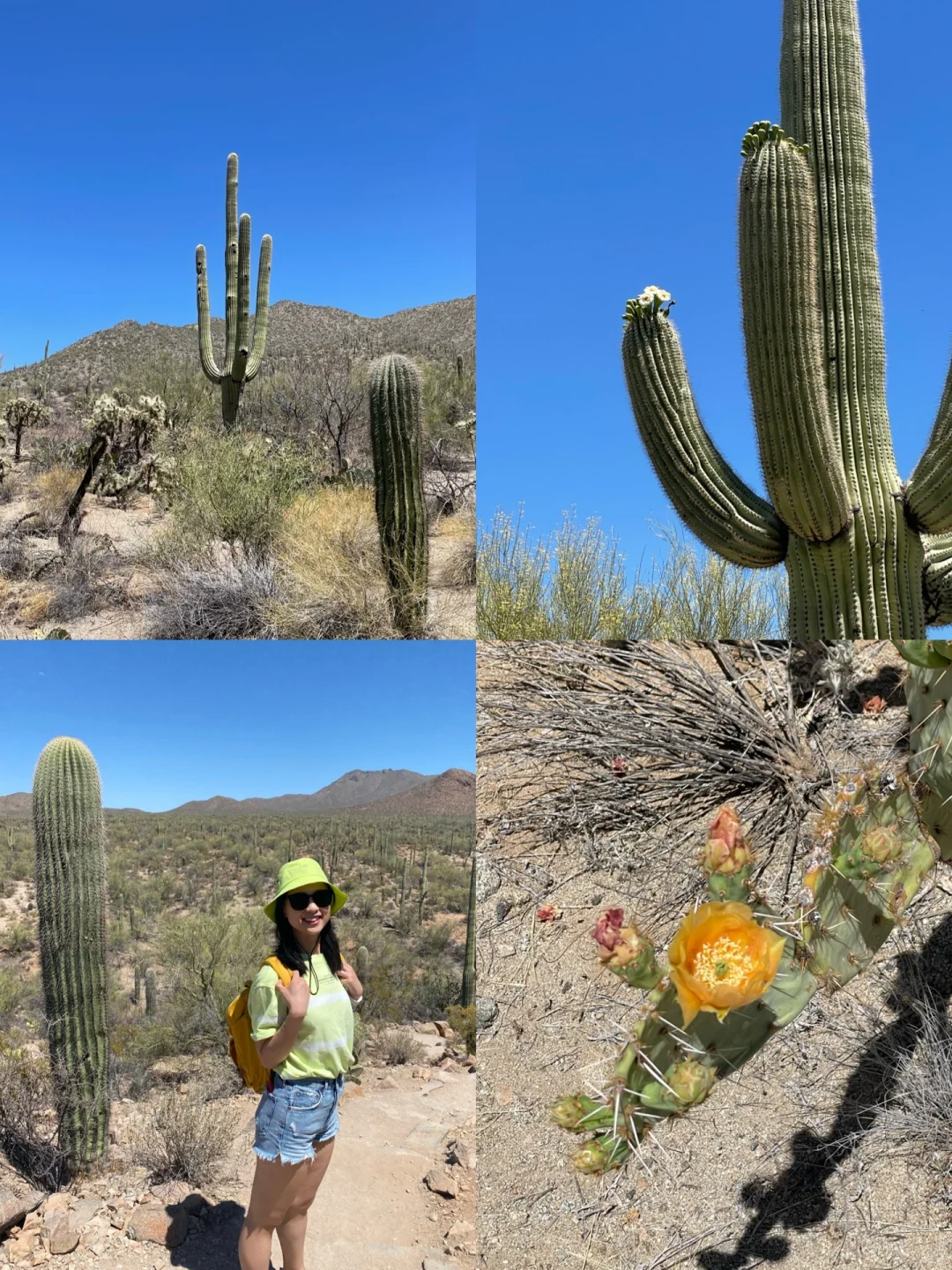 "More Than Just Cacti Await You 🌵 Exploring the Desert Gem - Tucson"
