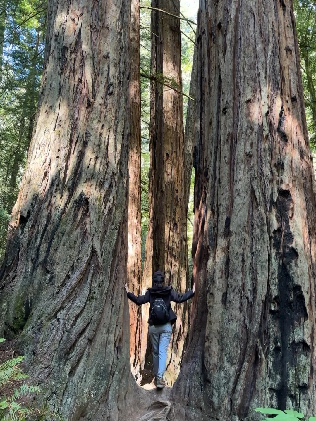 Summer's Ultimate Hiking Trail: Mt Tamalpais State Park