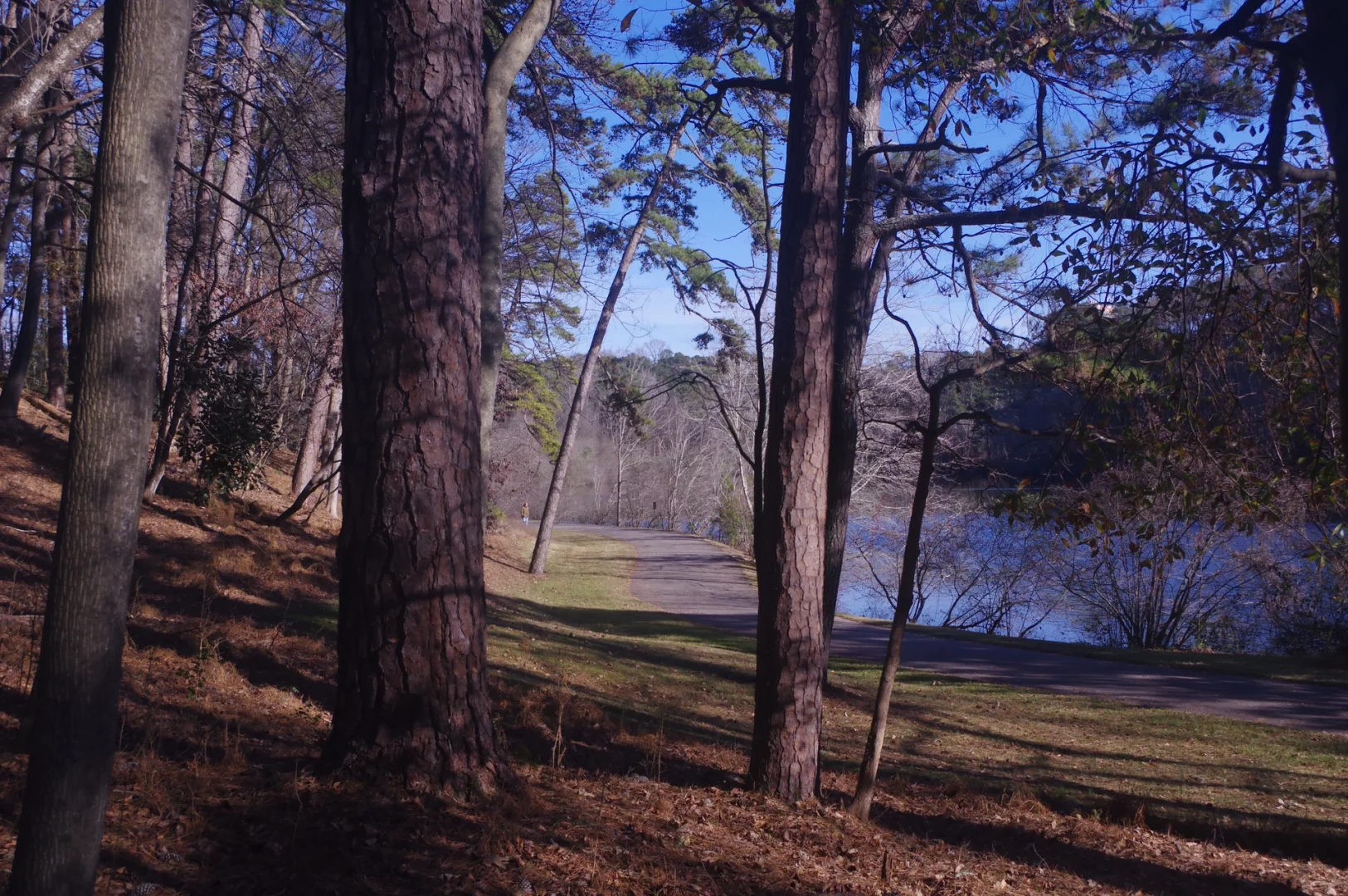 🇺🇸 Emory University's Backyard Garden | Lullwater Preserve