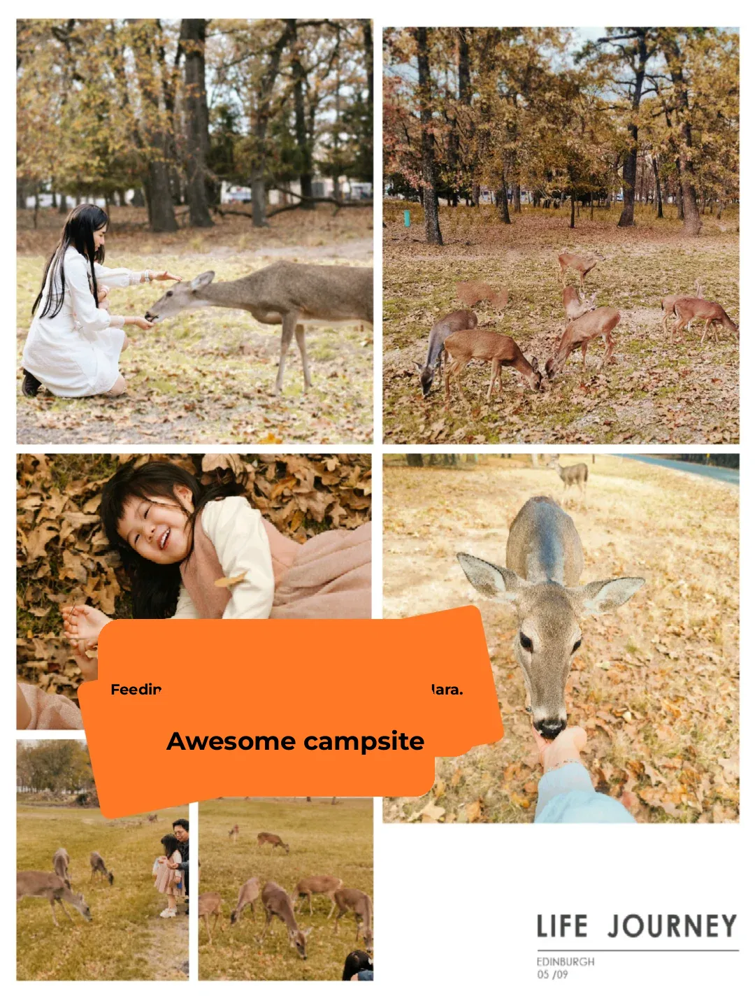 Nara in America: Autumn Foliage and Deer Feeding 🦌 at a Cozy Heated Campsite