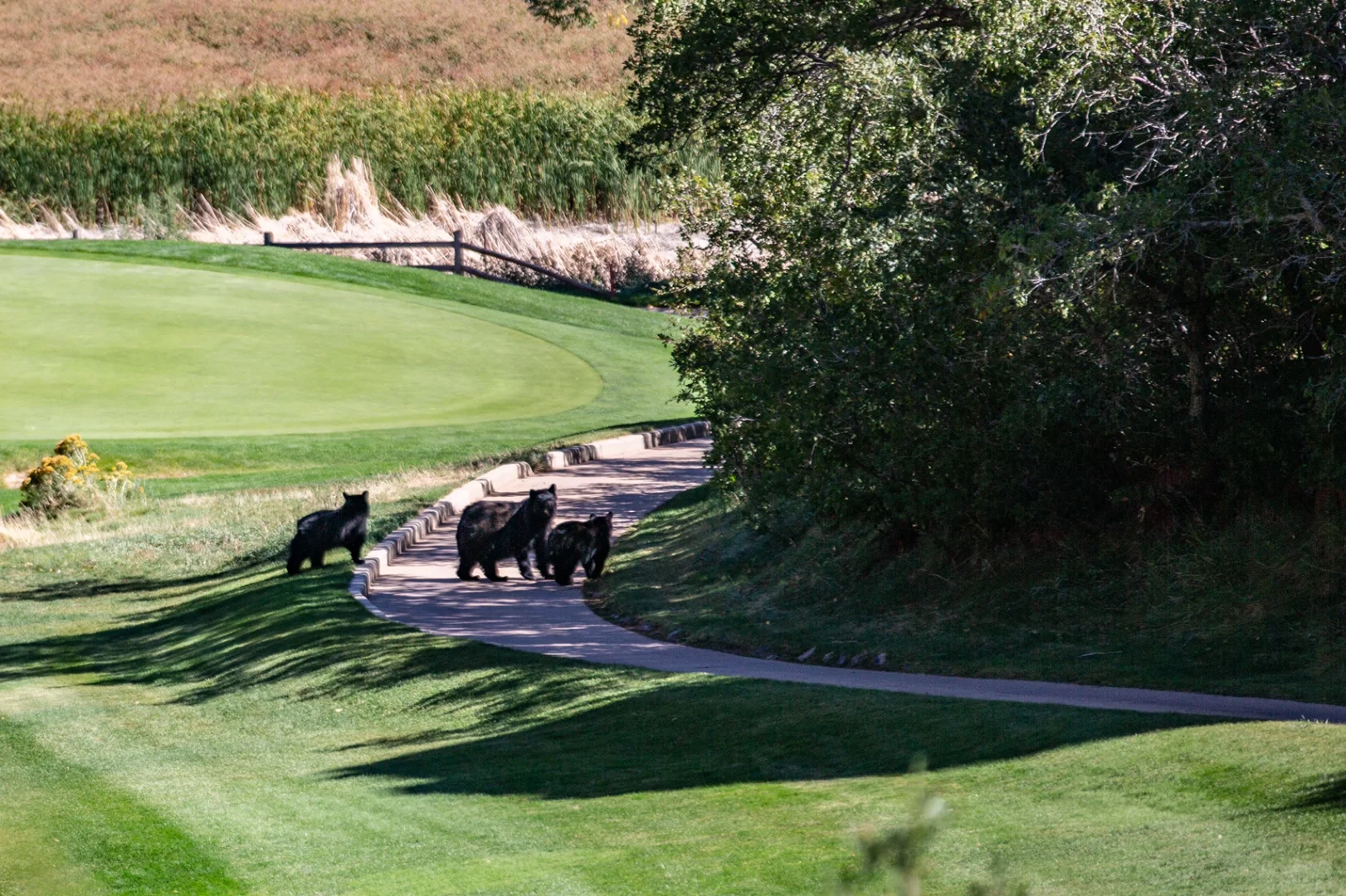 Do Black Bears Love Golf Too?