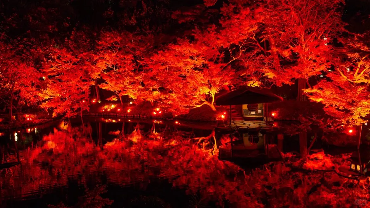 Tokyo's 🎇 Happōen Autumn Foliage Light Show 🍁