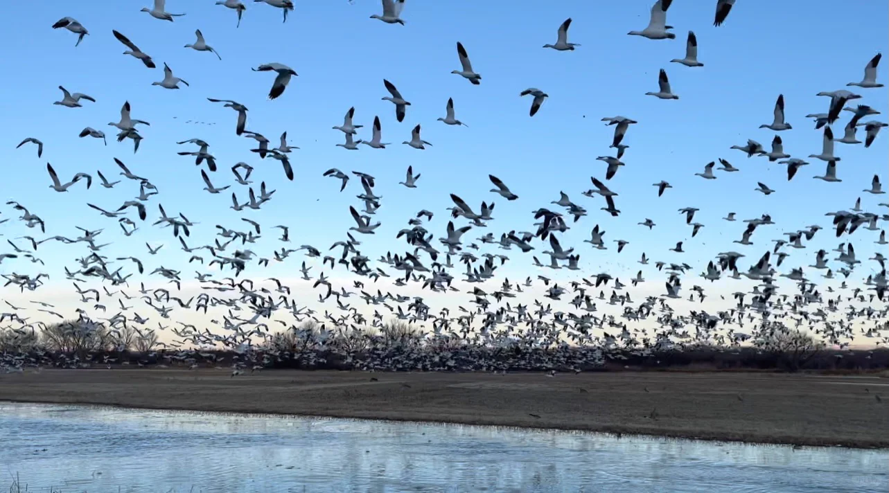 Colorado & New Mexico Travel Guide Day 8: Witnessing the Spectacle of Birds Returning Home Amid the Pandemic