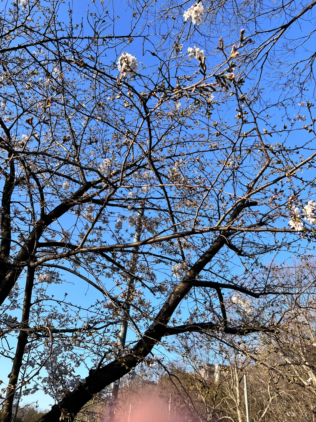 The Sakura at Osaka Suminoe Park Are Finally Blooming This Year! Way Later Than Usual