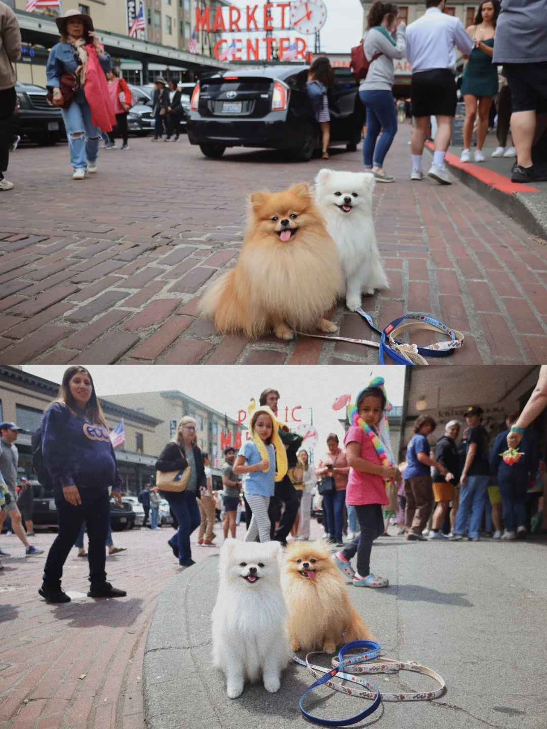 24-Hour Solo Adventure with Two Dogs—Never Leaving Their Side | Seattle