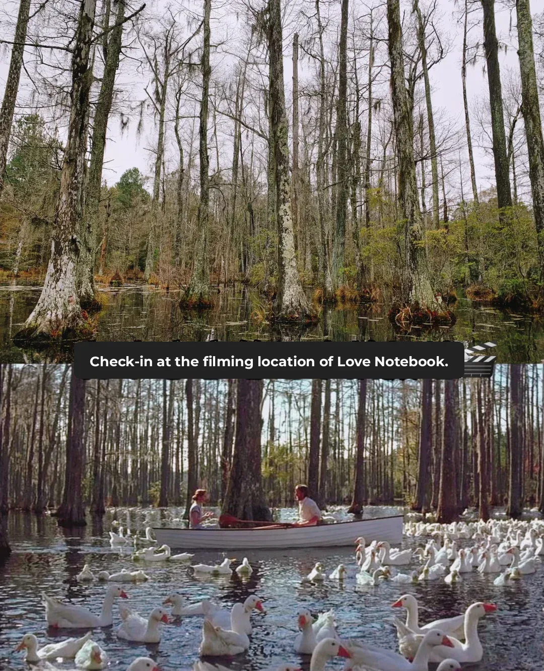 Must-Visit Spots in Charleston!