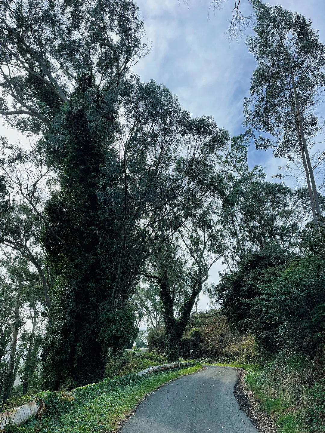 Hidden Gem for Dog Walks on Abandoned Asphalt Roads in San Francisco!