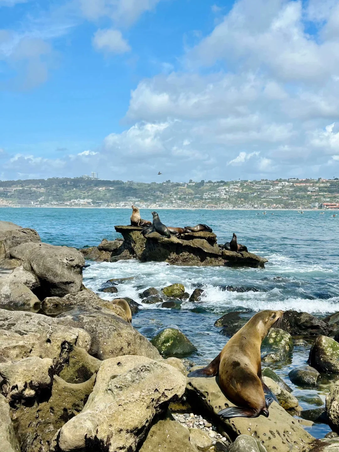 The World Is So Big, I Want to See It All – La Jolla