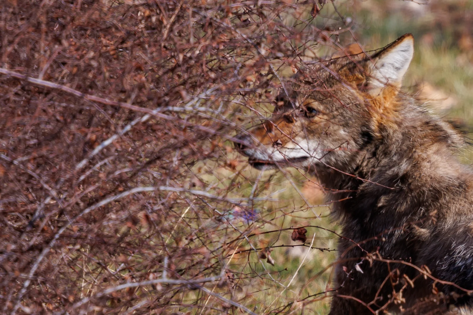 Reeds and Coyotes in Chicago's South Side