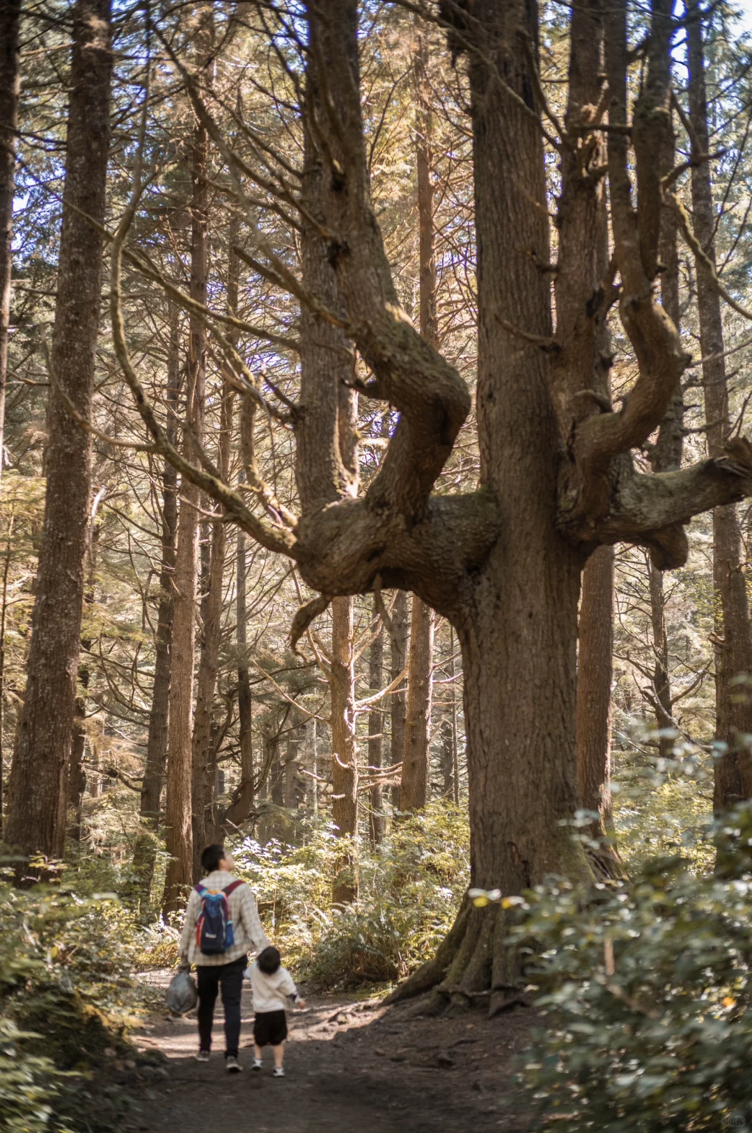 Seattle Area – A 3-Day Family Trip to Olympic National Park (Part 2)