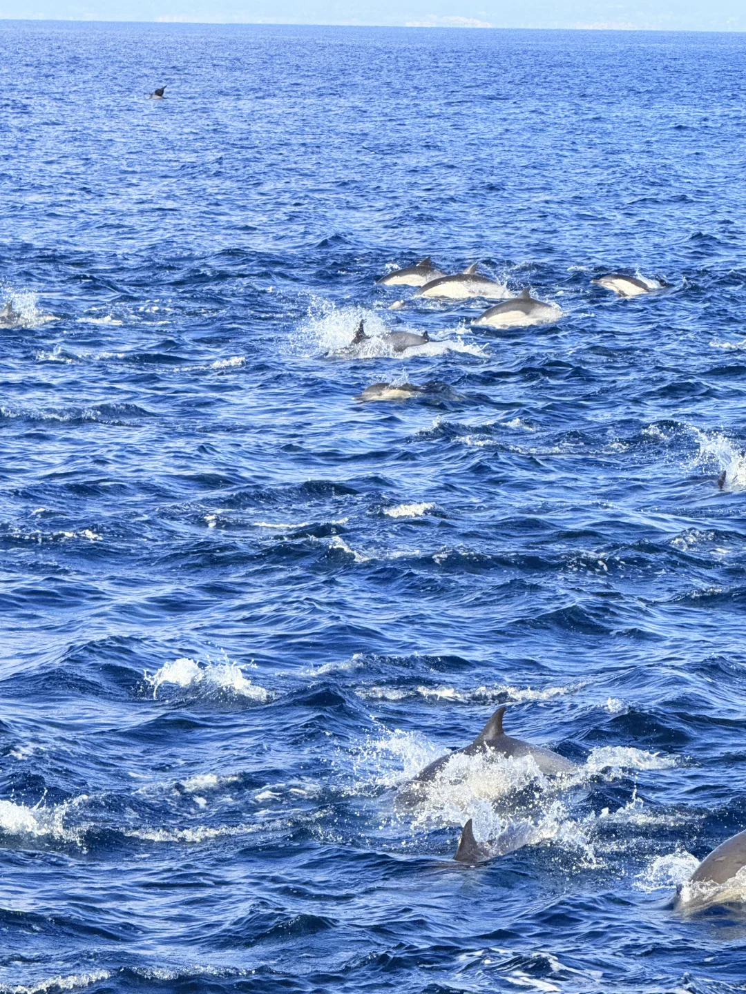 First-Time Whale Watching Experience in San Diego