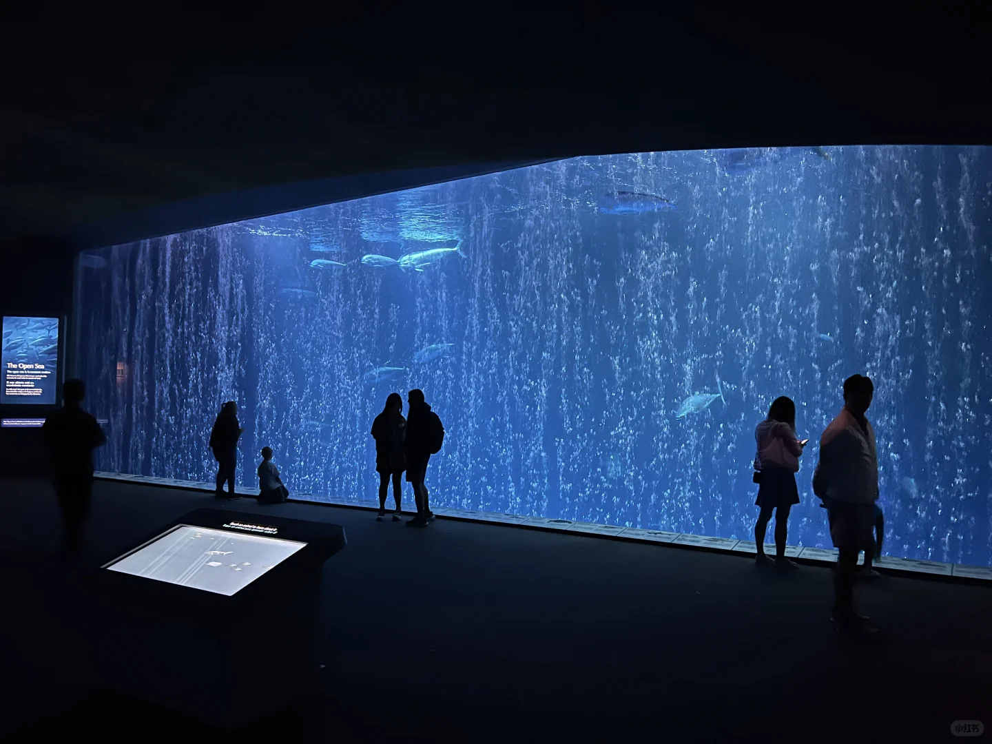 Exploring Monterey with Kids in the Bay Area