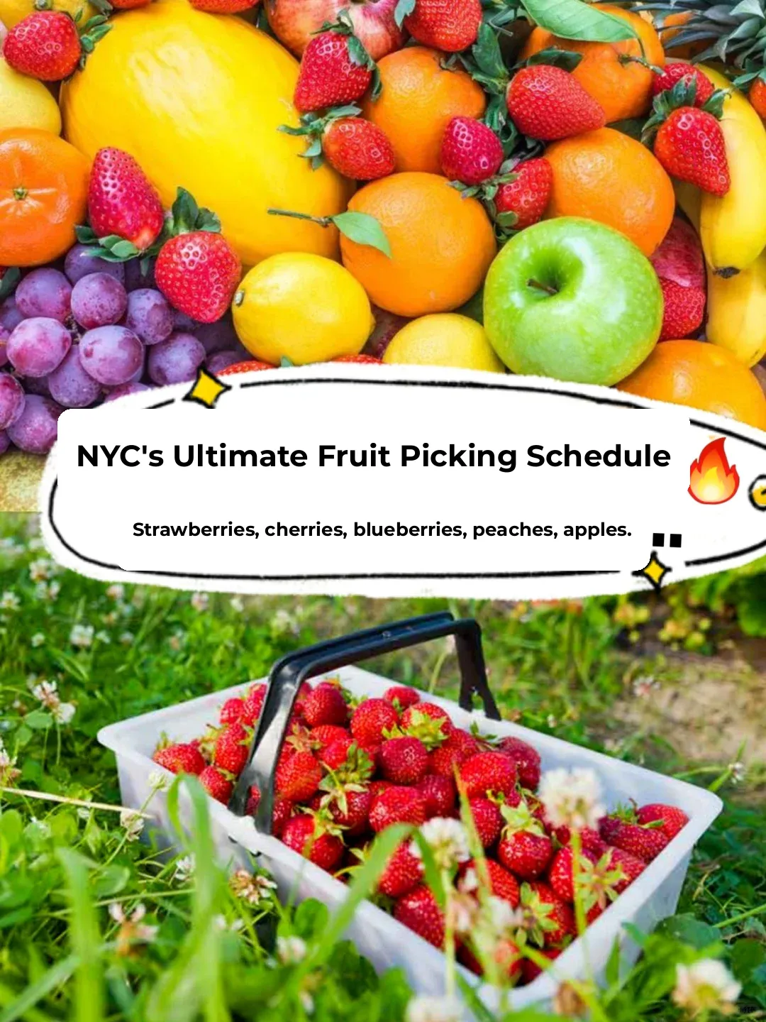 NYC's Ultimate Guide to Fruit Picking Seasons + Farm Recommendations 🔥