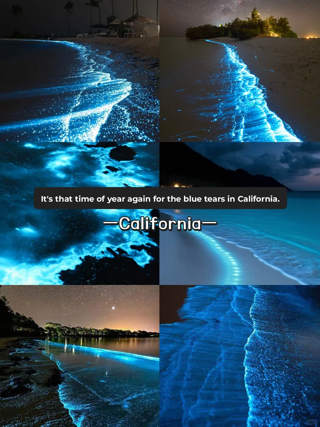 California's Exclusive Romance! The 2025 Blue Tears Season Has Arrived!