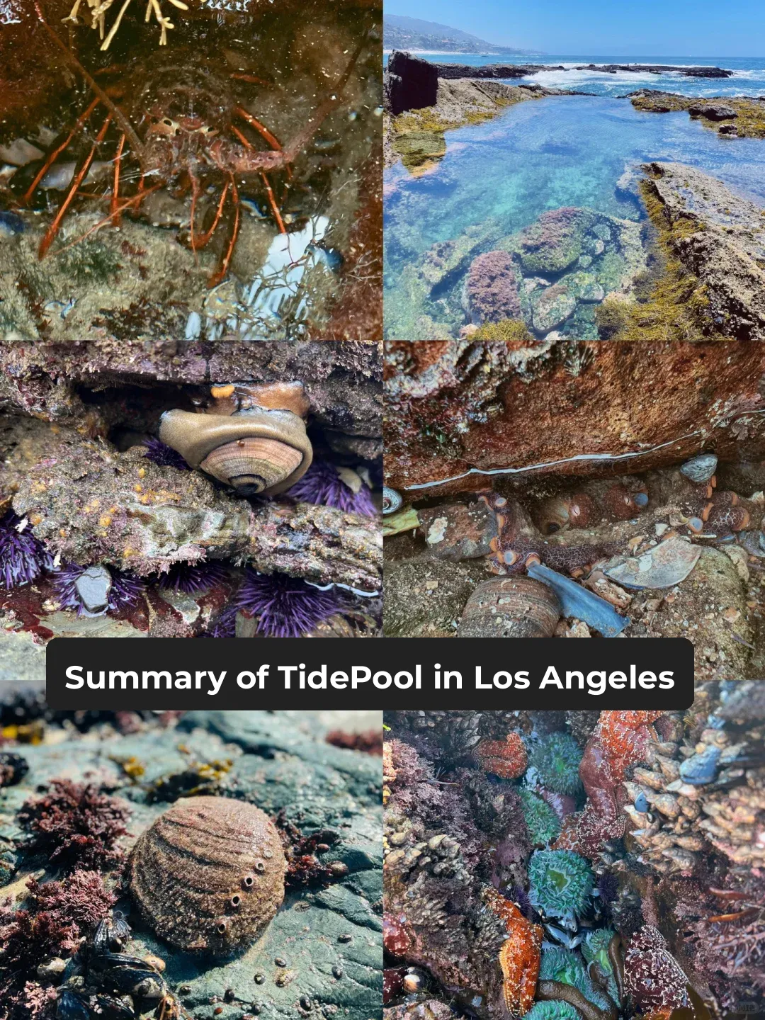LA Tide Pool Roundup!