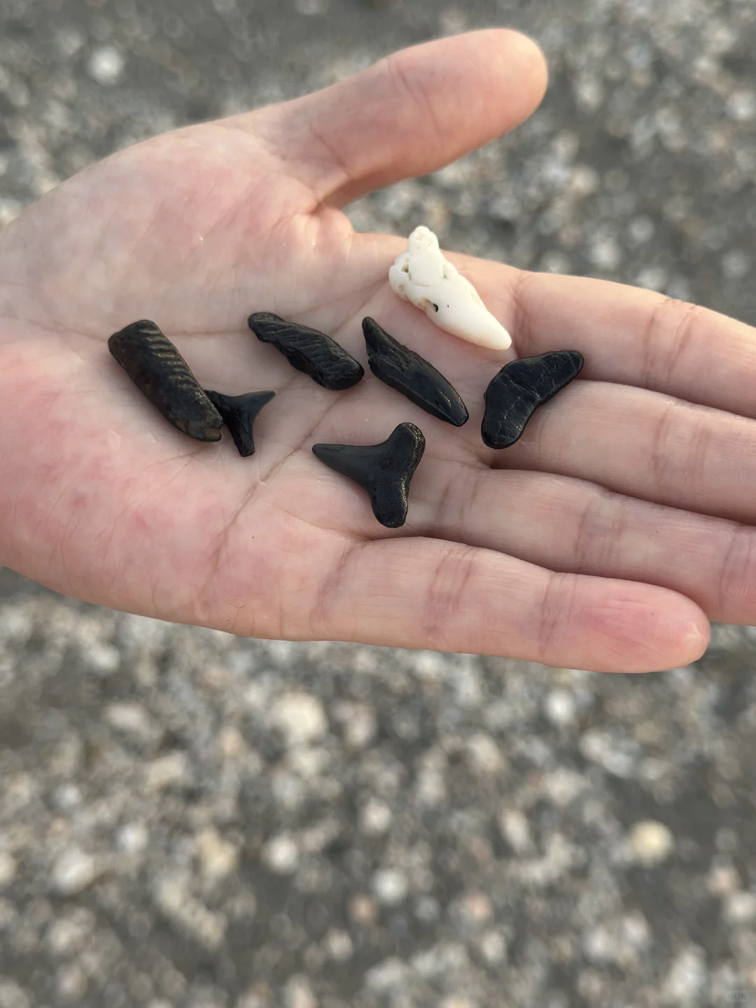 Sarasota to Miami: Winter Escape Guide Part 3