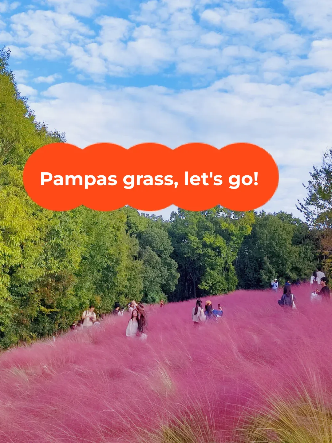 I Declare, Rush to See the Flower Sea!