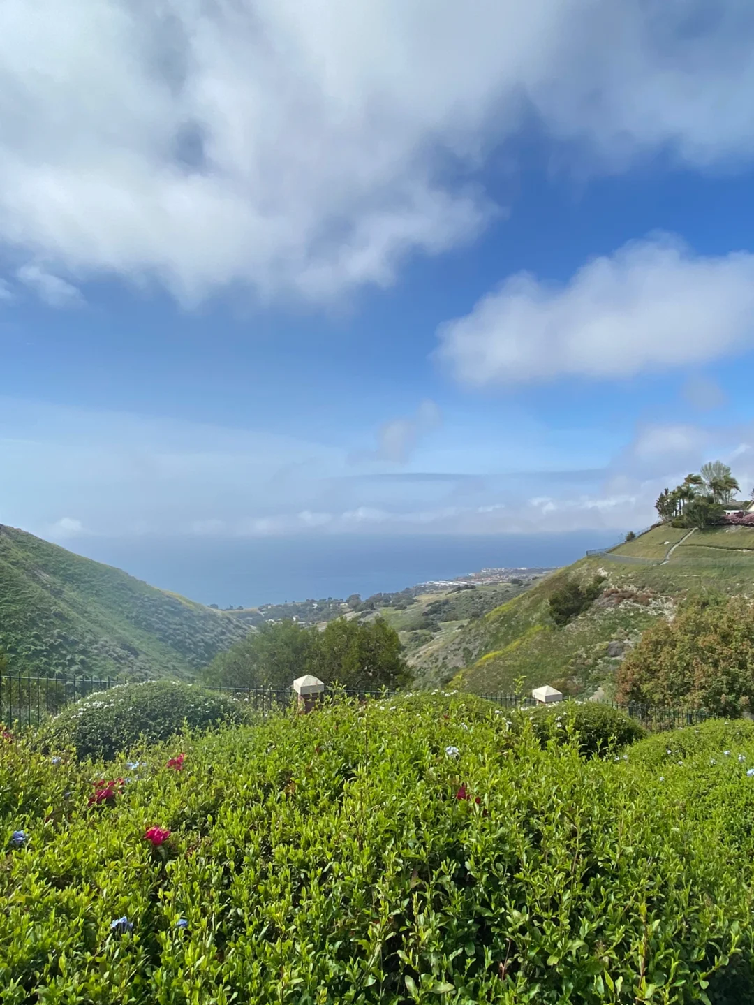 Hidden Gem Hiking Trail by LA's Beach: Fields of Rapeseed Flowers