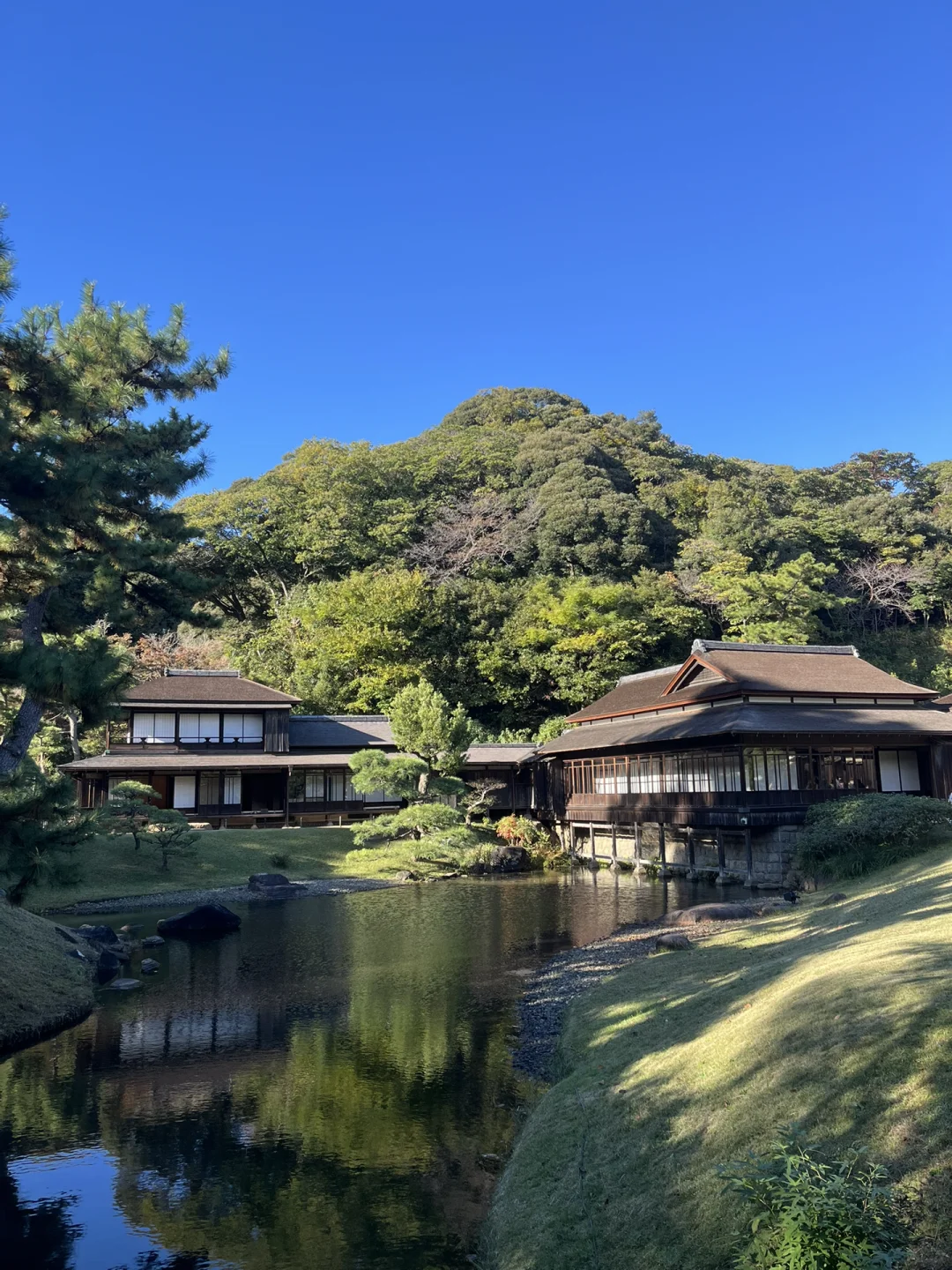 🇯🇵 Must-Visit Tokyo Weekend Spot for Autumn Foliage! Sankeien Garden's Limited-Time Autumn Opening