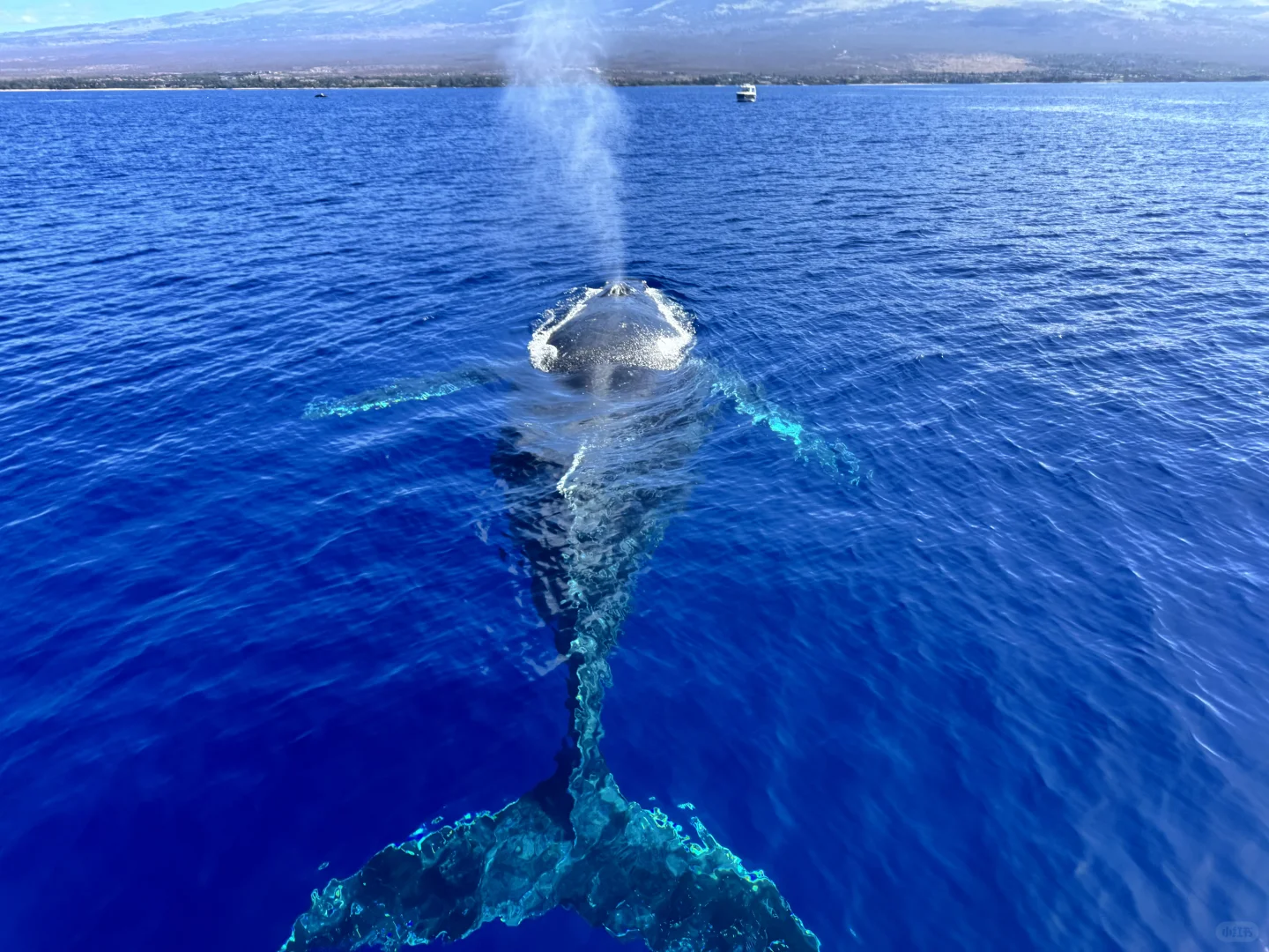 Hawaii's Maui🏝️ Whale Watching Season Peaks Right from the Start!