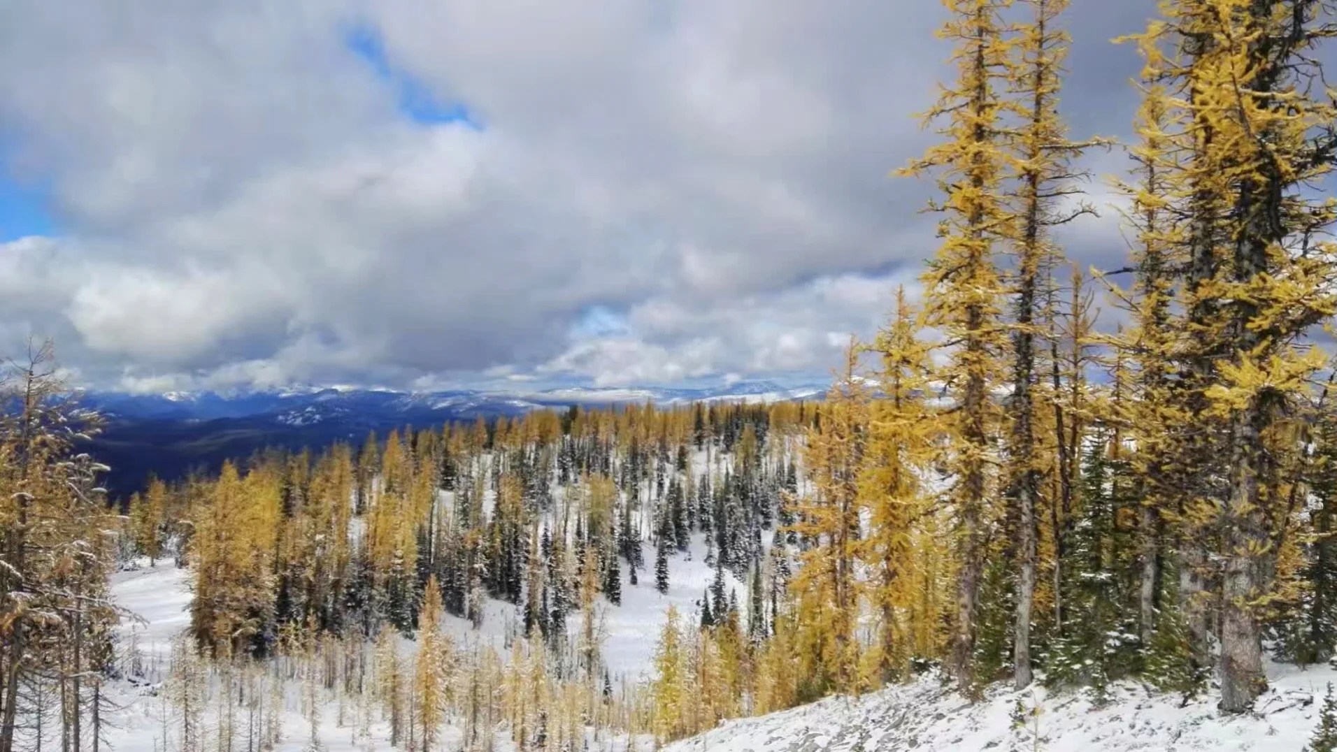 A Few Trails for Admiring Golden Larch Trees