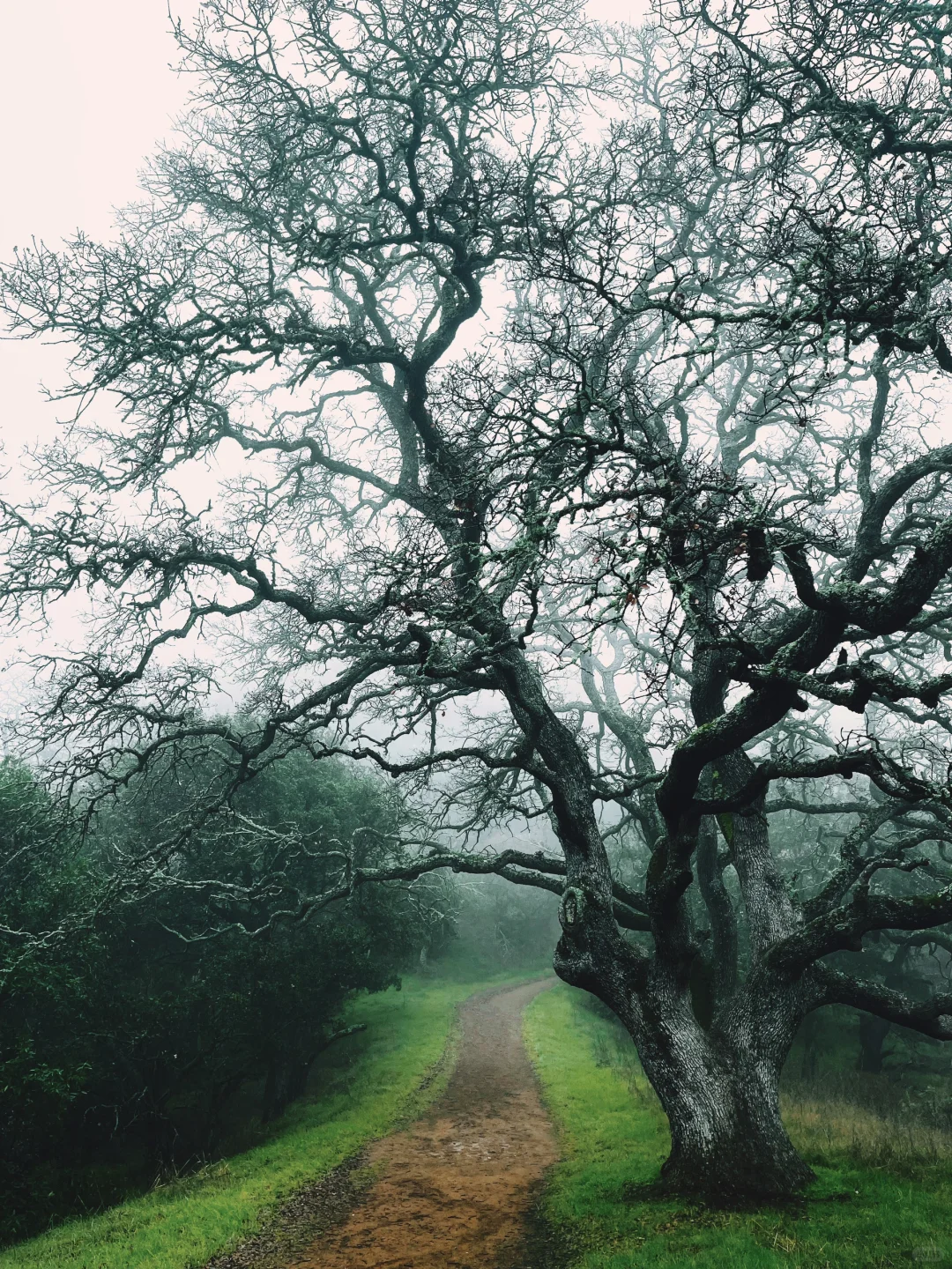 Bay Area Weekend | Hiking Adventures ⛰️ Hidden Gem Trails in the Bay Area