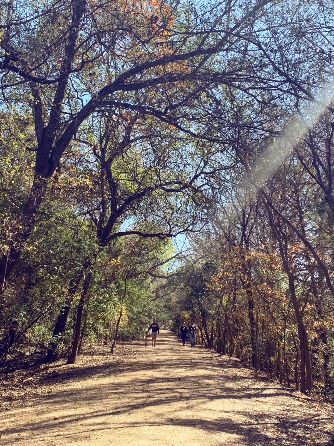The Hidden Island: A Paradise for Dogs 🐶🌿