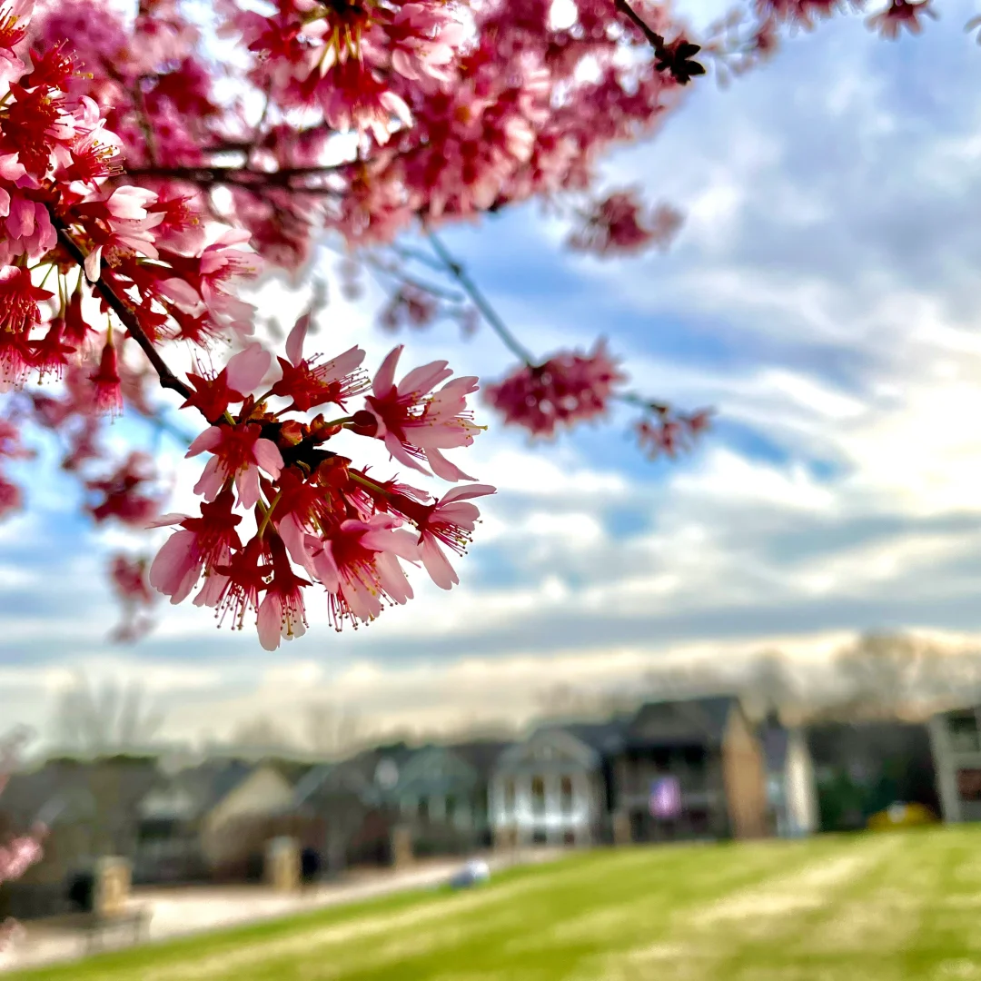 Cherry Blossoms in Atlanta in Early March