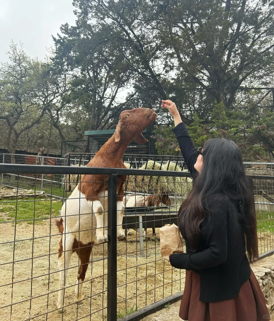 Austin Zoo's Bucktoothed Goat 🐐