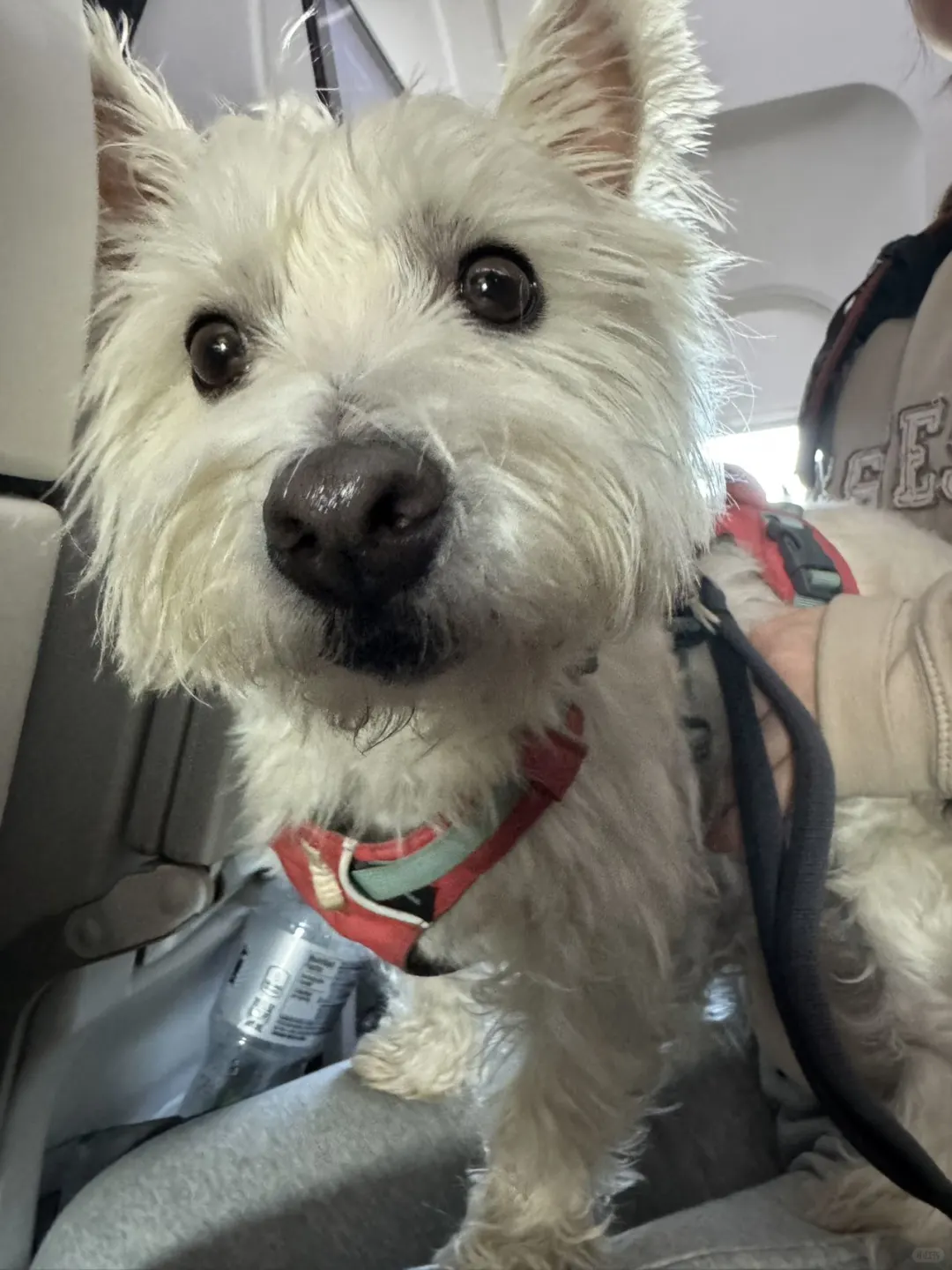 Witnessing the Untamed Spirit of Dogs in Utah, Free from Urban Constraints