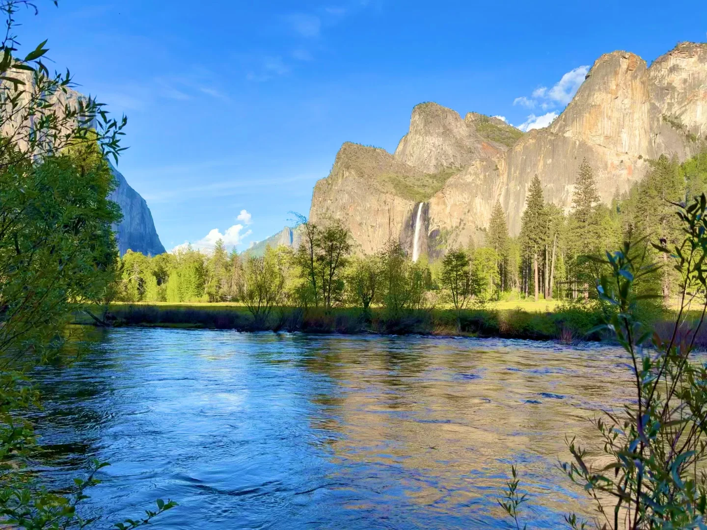 Encountering a Wolf in Yosemite: The Best One-Day Itinerary