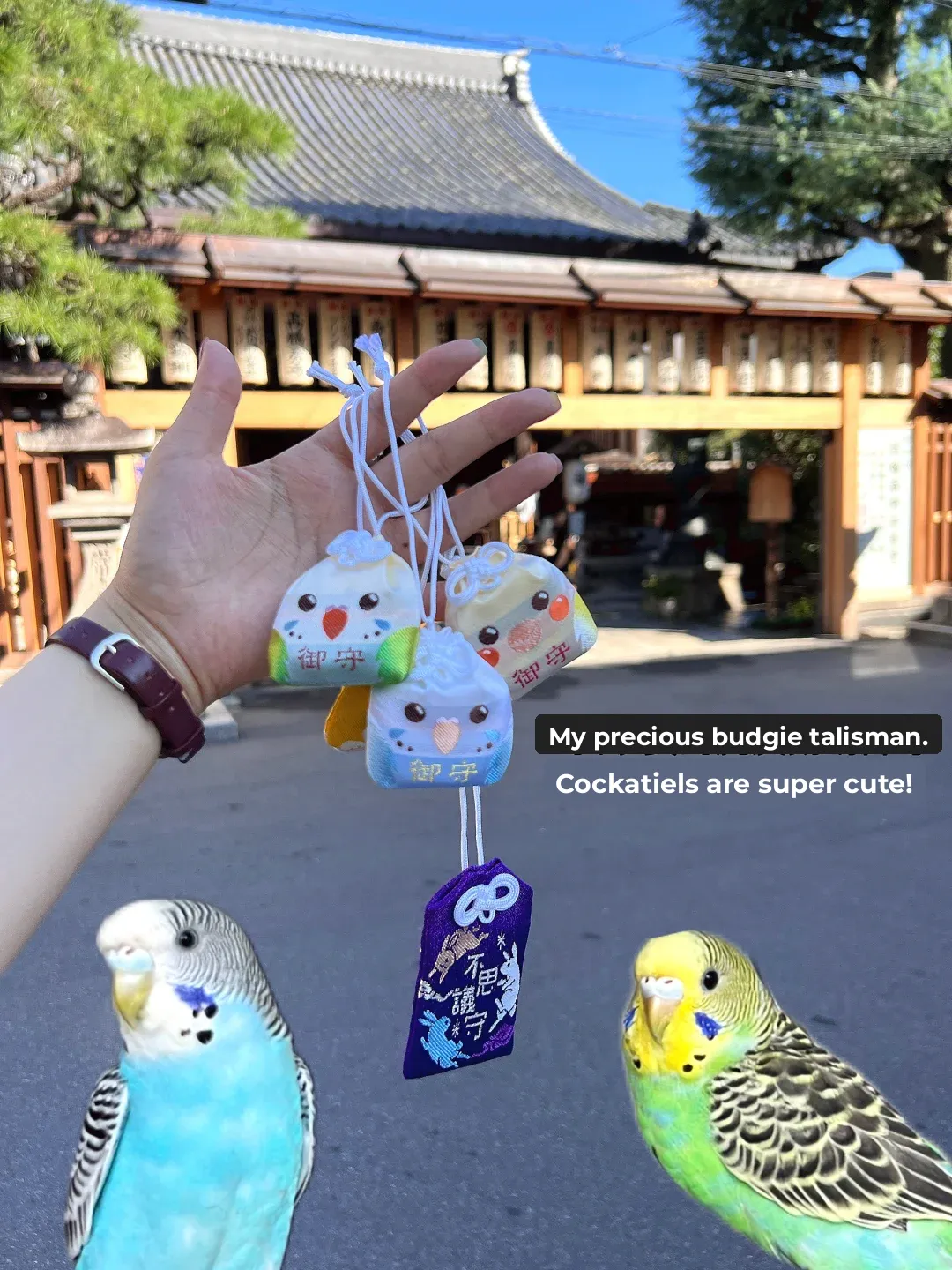 Kyoto Inabadera's Tiger Parakeet Omamori Charm!