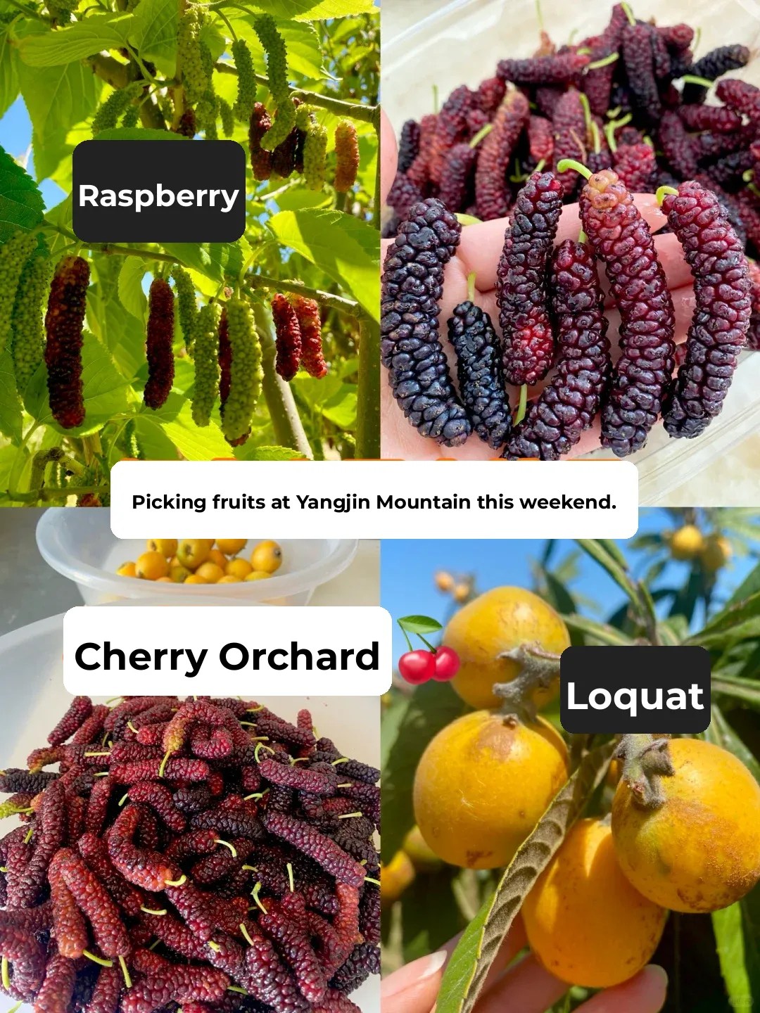🍒 San Francisco Bay Area Fruit Picking Season / Loquats / Mulberries / Cherries 🍒