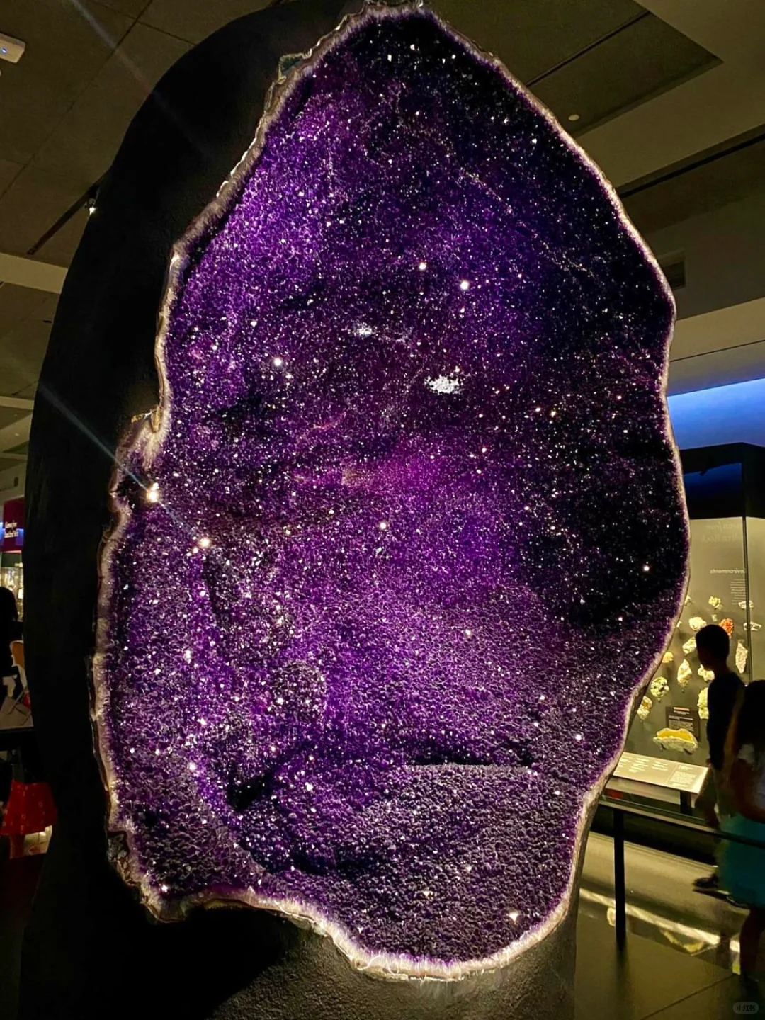 🦖 The Ultimate Guide to the Natural History Museum! A Full Day Isn't Even Enough!