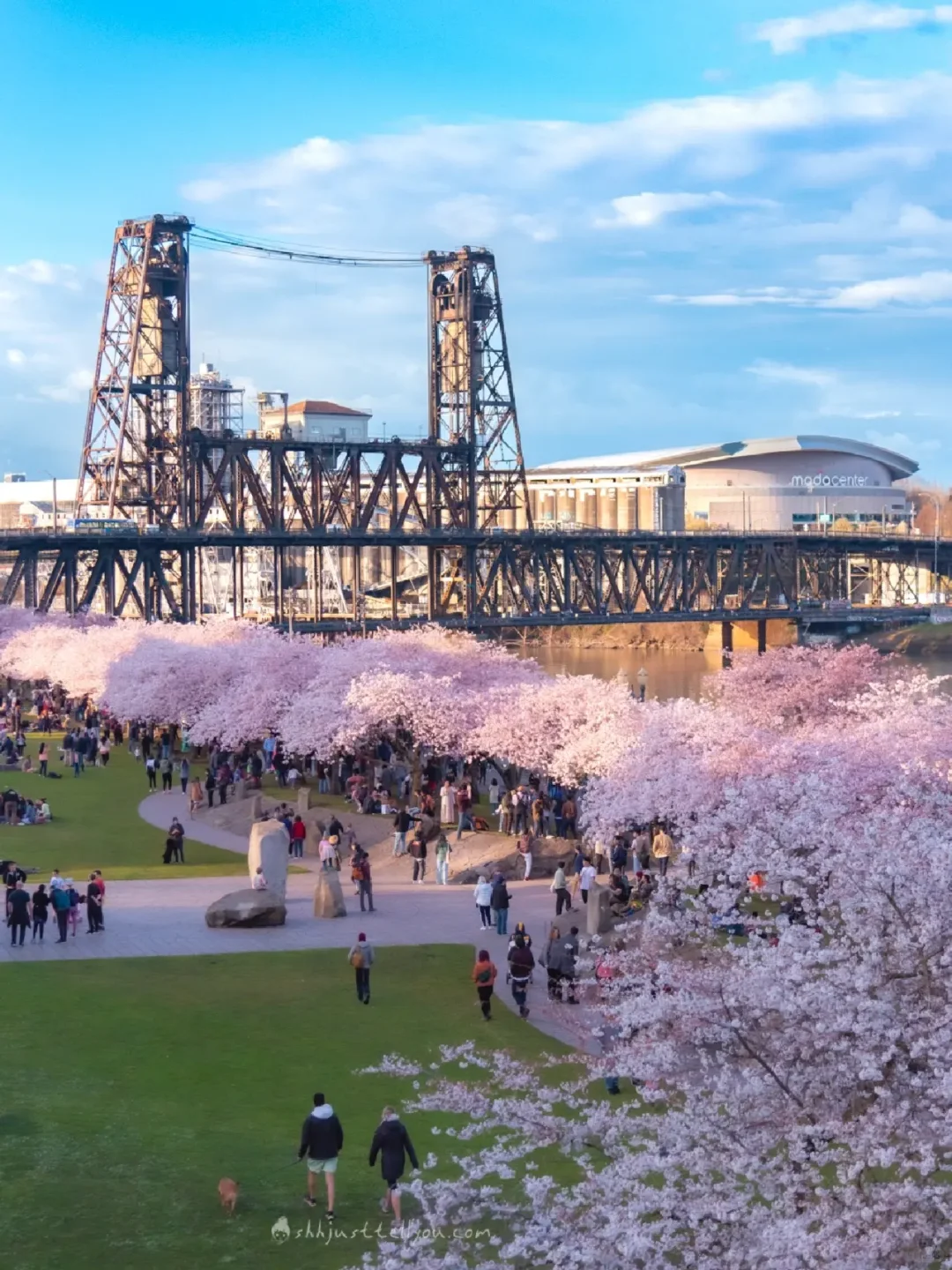 🌸Romantic Cherry Blossom Trail by the Portland Riverbank