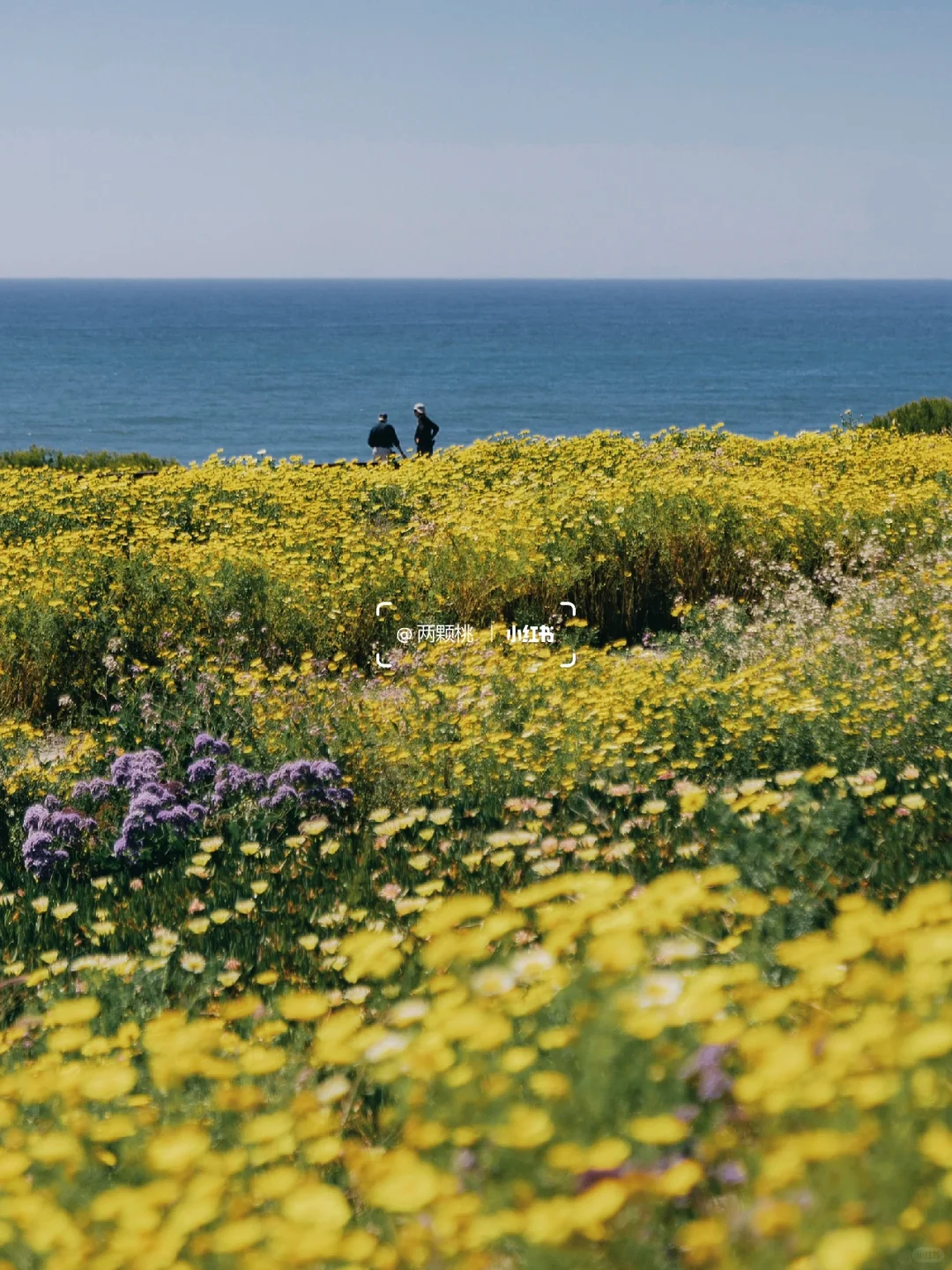 San Diego｜Hidden Gem: A Stunning Coastal Trail with Blooming Wildflowers and Breathtaking California Spring Scenery