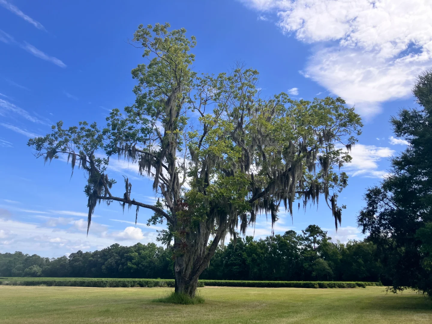 Nanka Tea Plantation