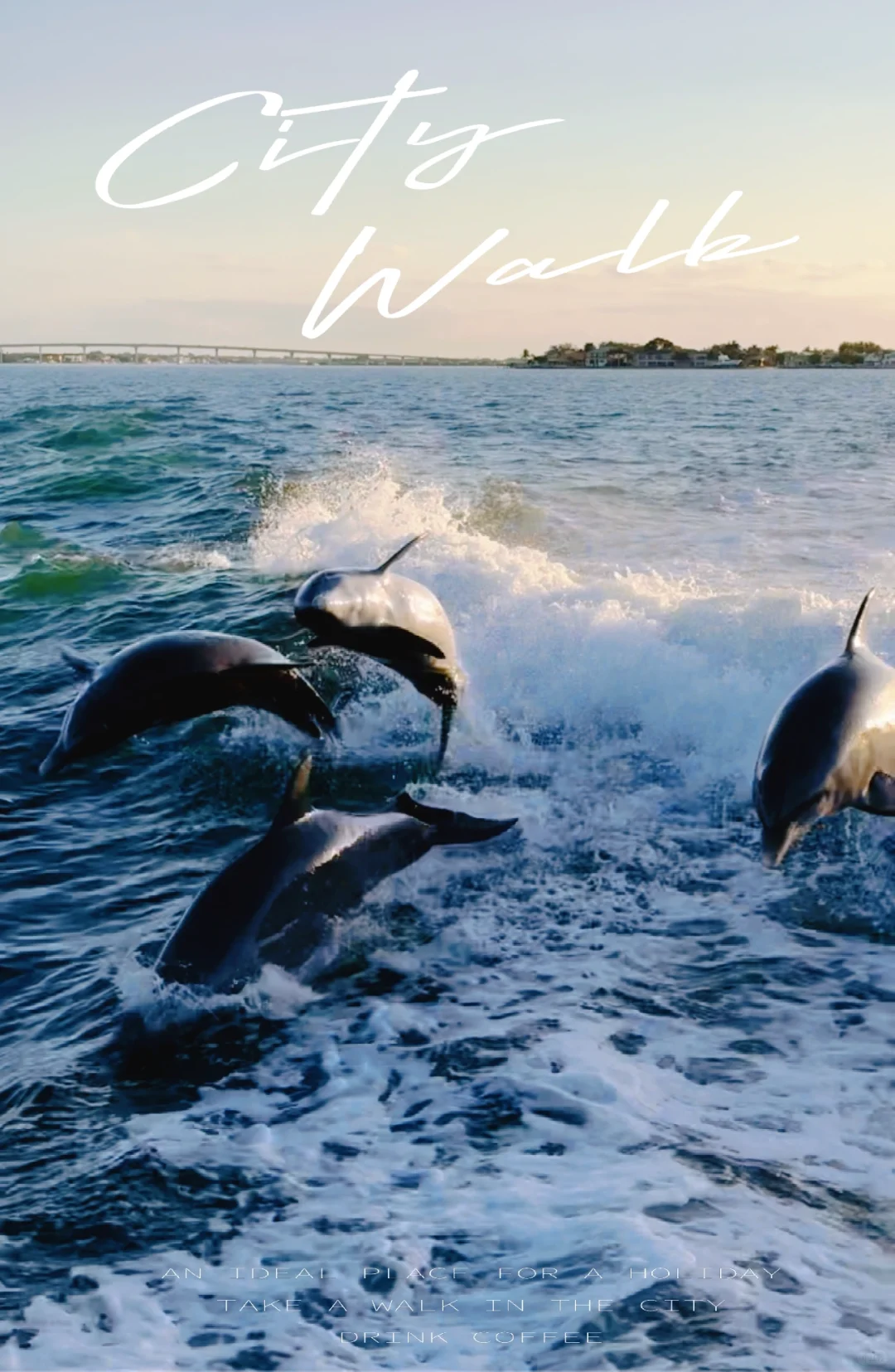 Tampa Dolphin Watching 🐬 + Deep Sea Fishing: A Detailed Guide