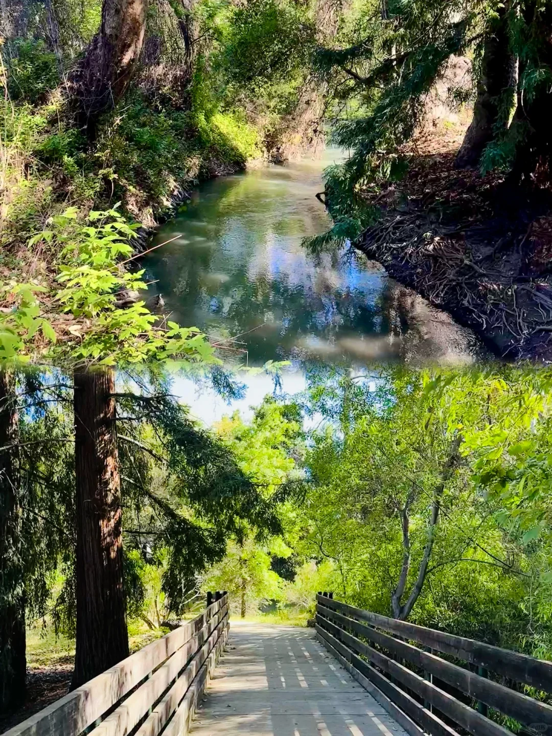 South Bay Hiking | Cupertino's Hidden Gem: Woodland Creek Trail