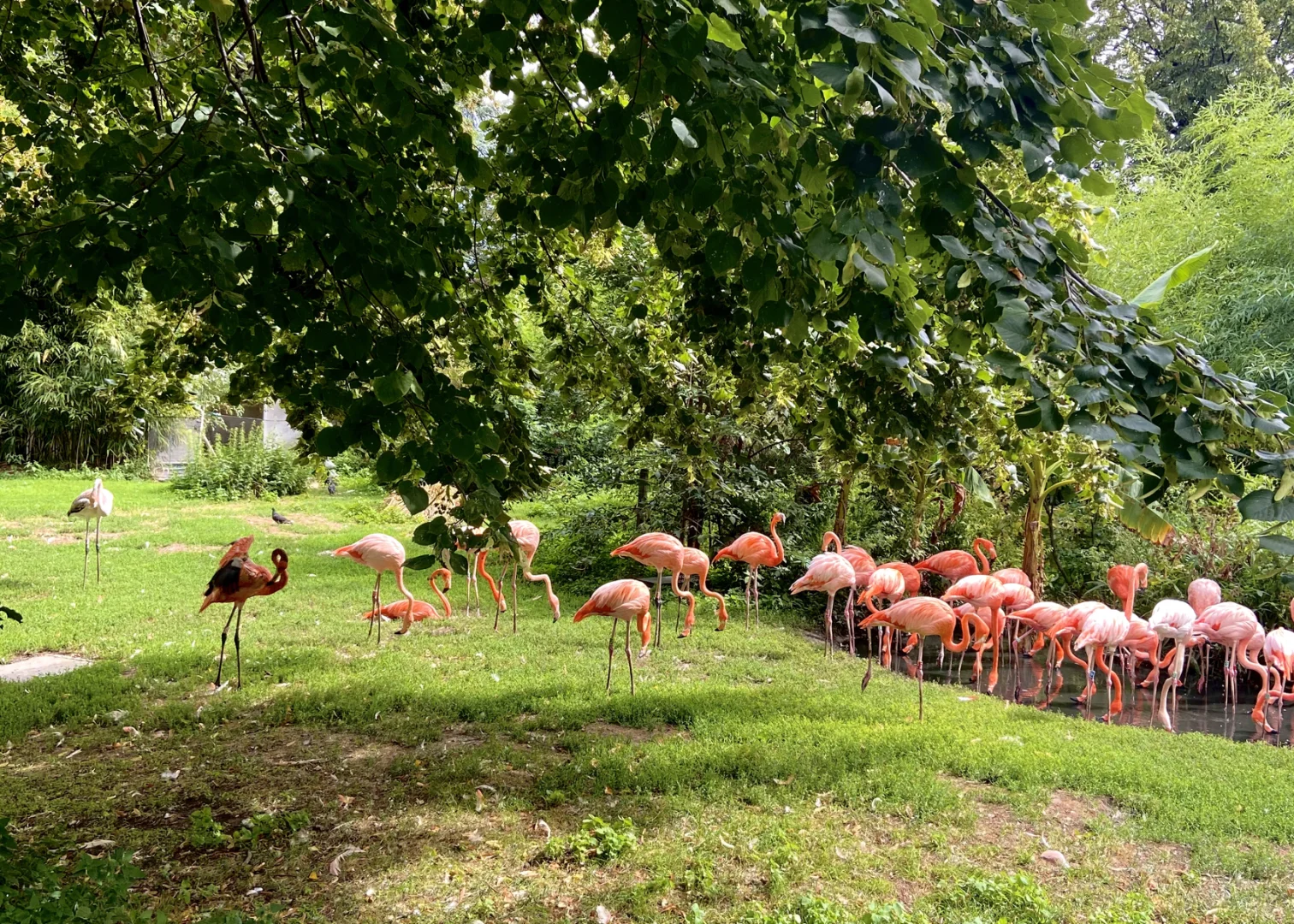 Paris Has Its Own Stunning Flamingos – Each Encounter Leaves You Spellbound